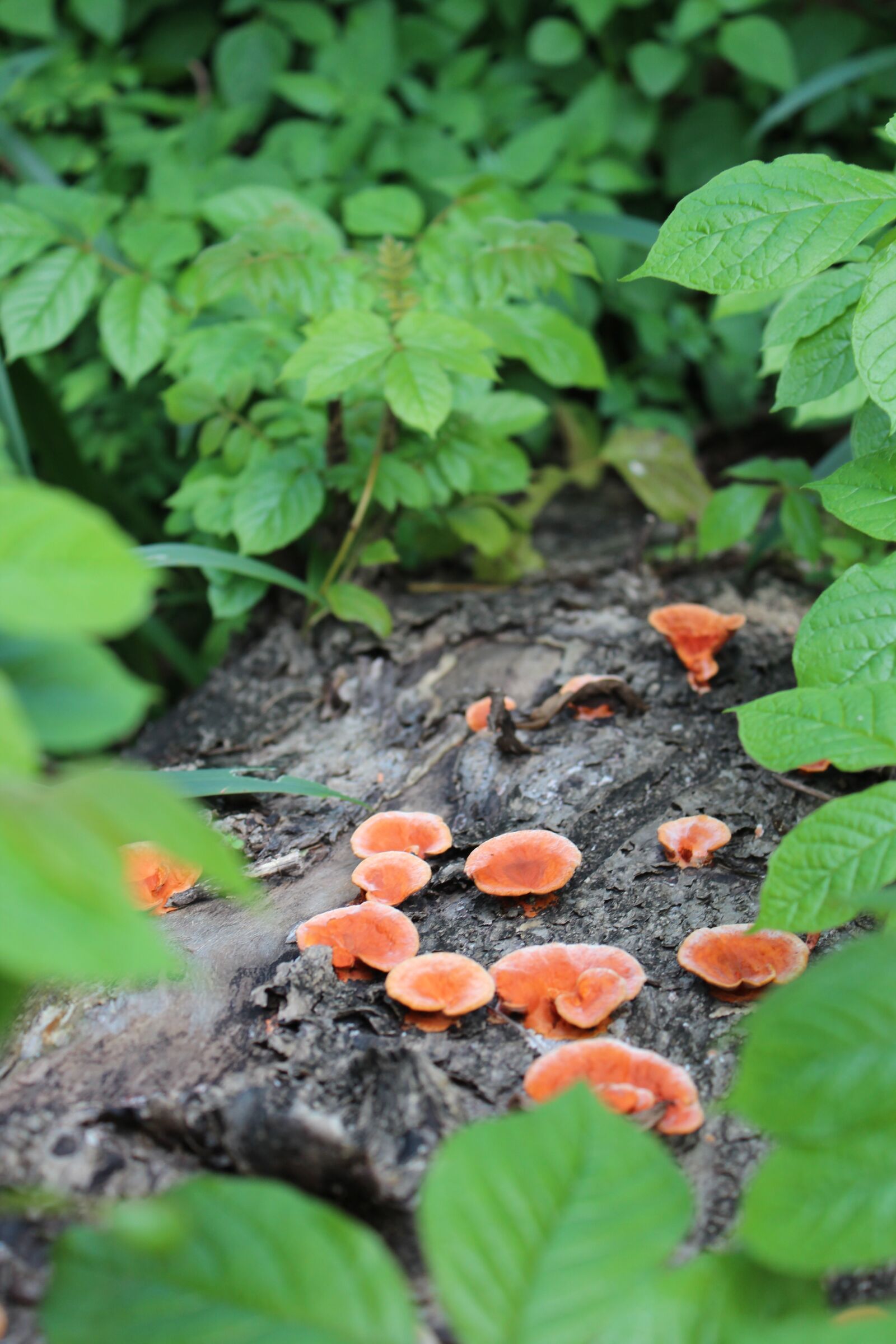 Canon EOS 600D (Rebel EOS T3i / EOS Kiss X5) sample photo. Forest, red mushroom, mushroom photography