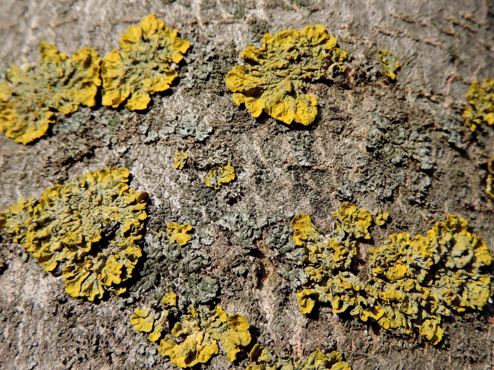 Nikon Coolpix P520 sample photo. Lichen, tree, nature, texture photography