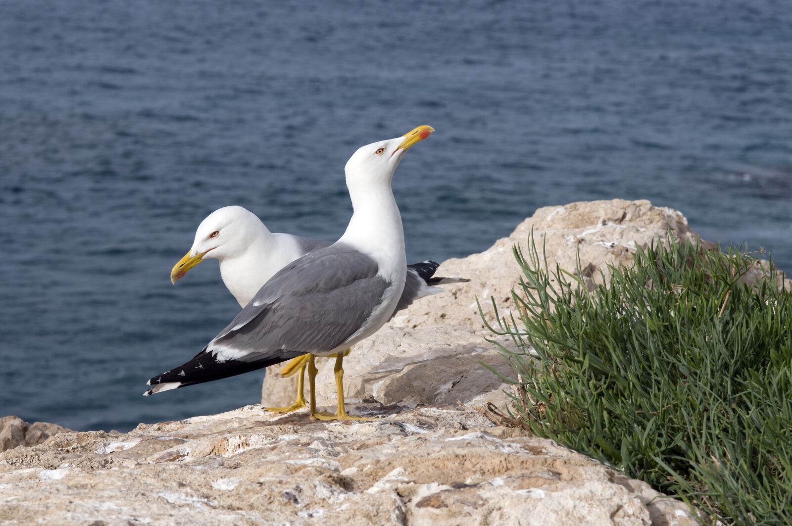 Nikon D300 sample photo. Seagulls, gulls, rocks photography