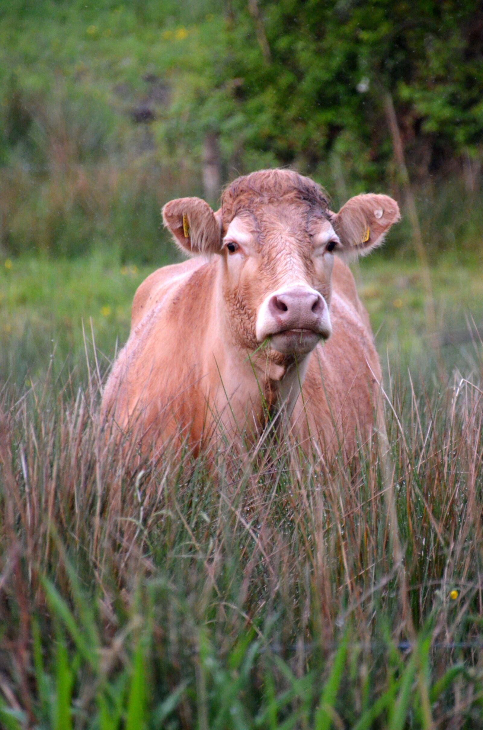 Nikon D5100 sample photo. Cow, pasture, beef photography