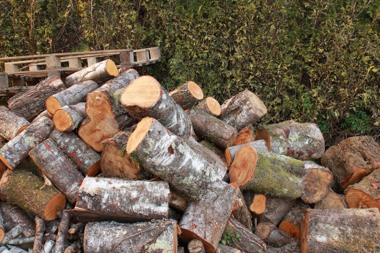 Canon EOS 1100D (EOS Rebel T3 / EOS Kiss X50) sample photo. Lena, winter, cut firewood photography