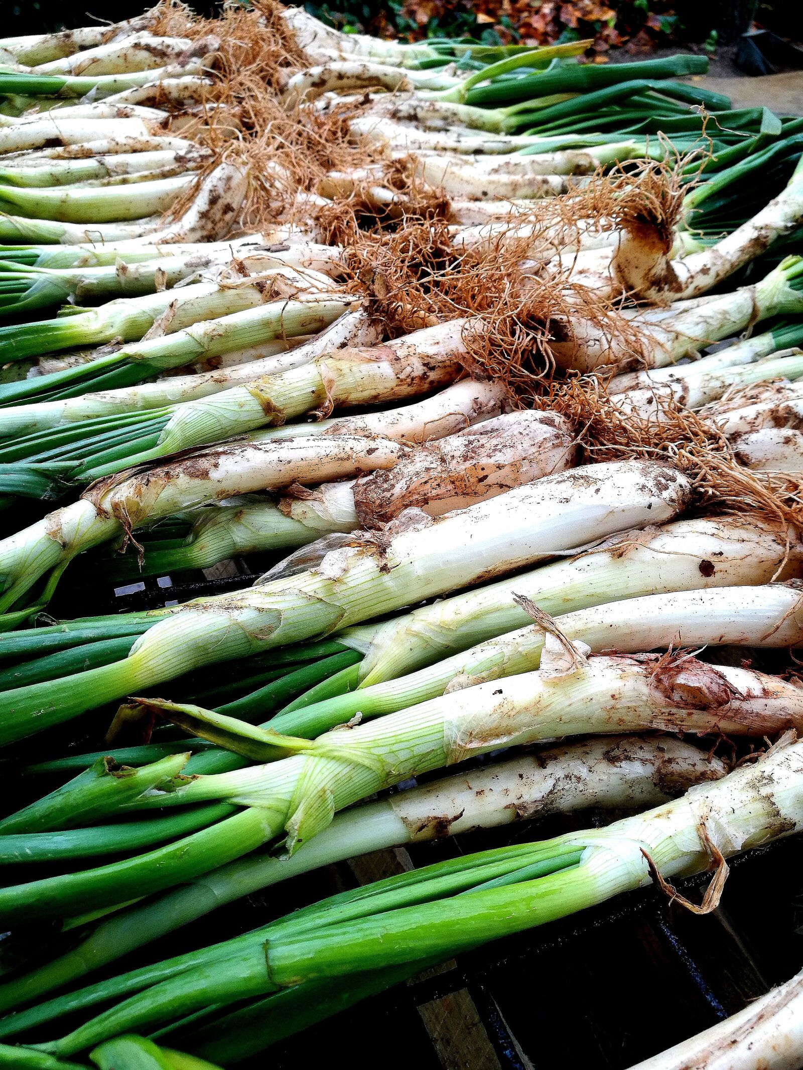 HUAWEI P9 sample photo. Calçots, barbecue, onions photography
