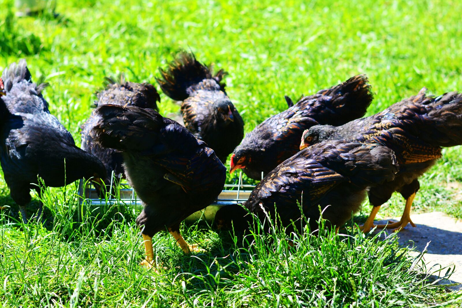Nikon D5200 sample photo. Chickens, chicken feed, feeding photography