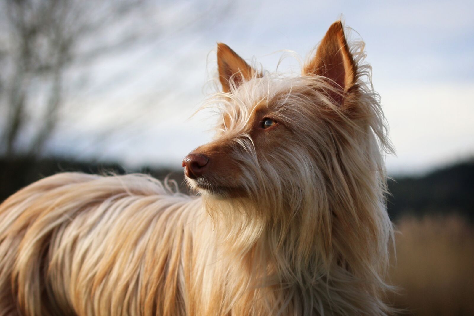 Canon EOS 70D sample photo. Podenco, andaluz, mediano photography