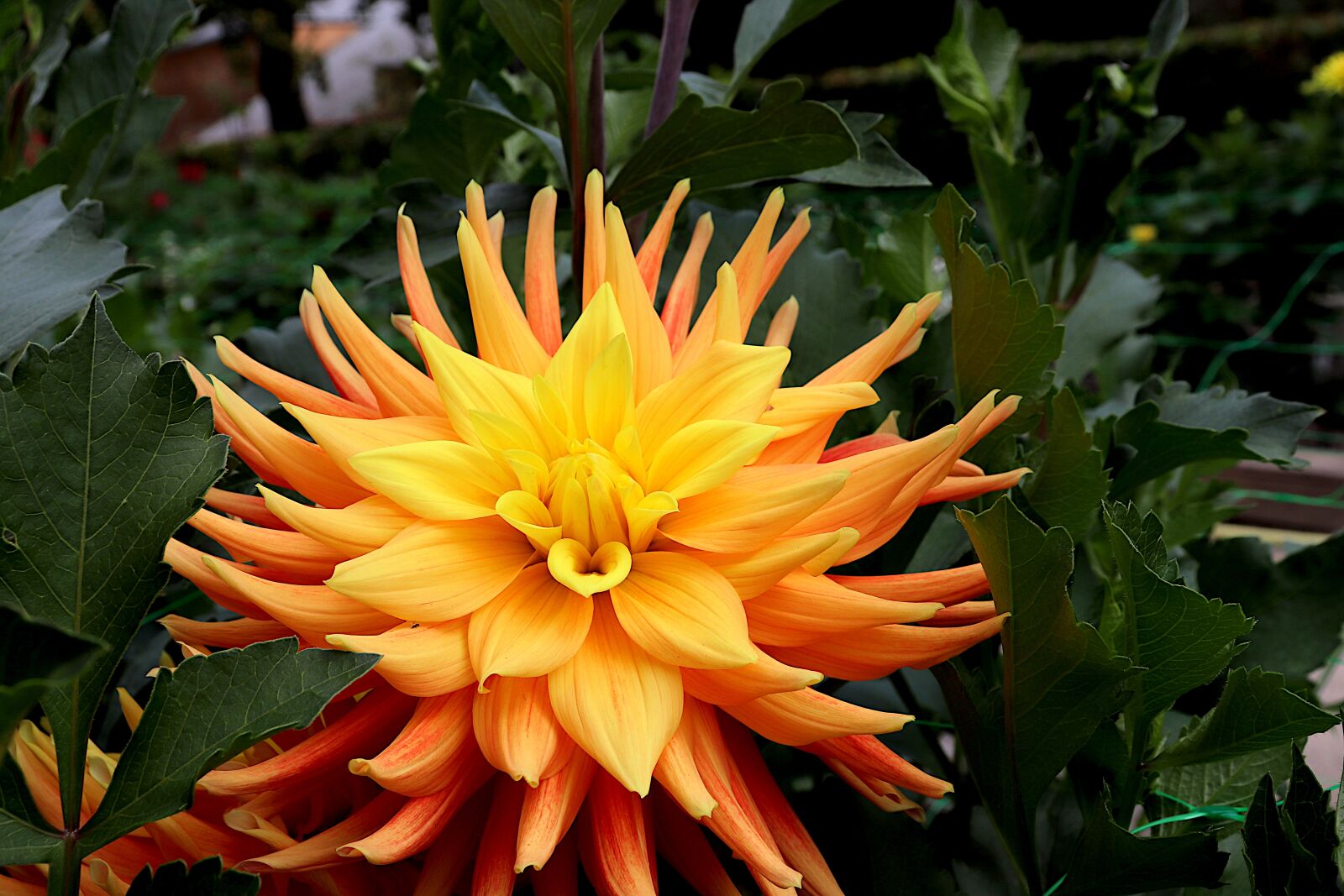 Canon EOS 800D (EOS Rebel T7i / EOS Kiss X9i) sample photo. Dahlia, flower, plant photography