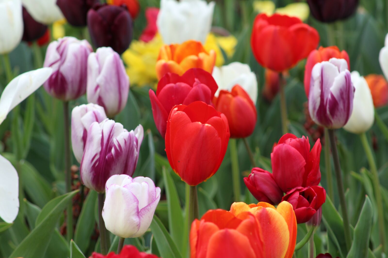 Canon EF 75-300mm f/4-5.6 USM sample photo. Tulip, flower, flora photography