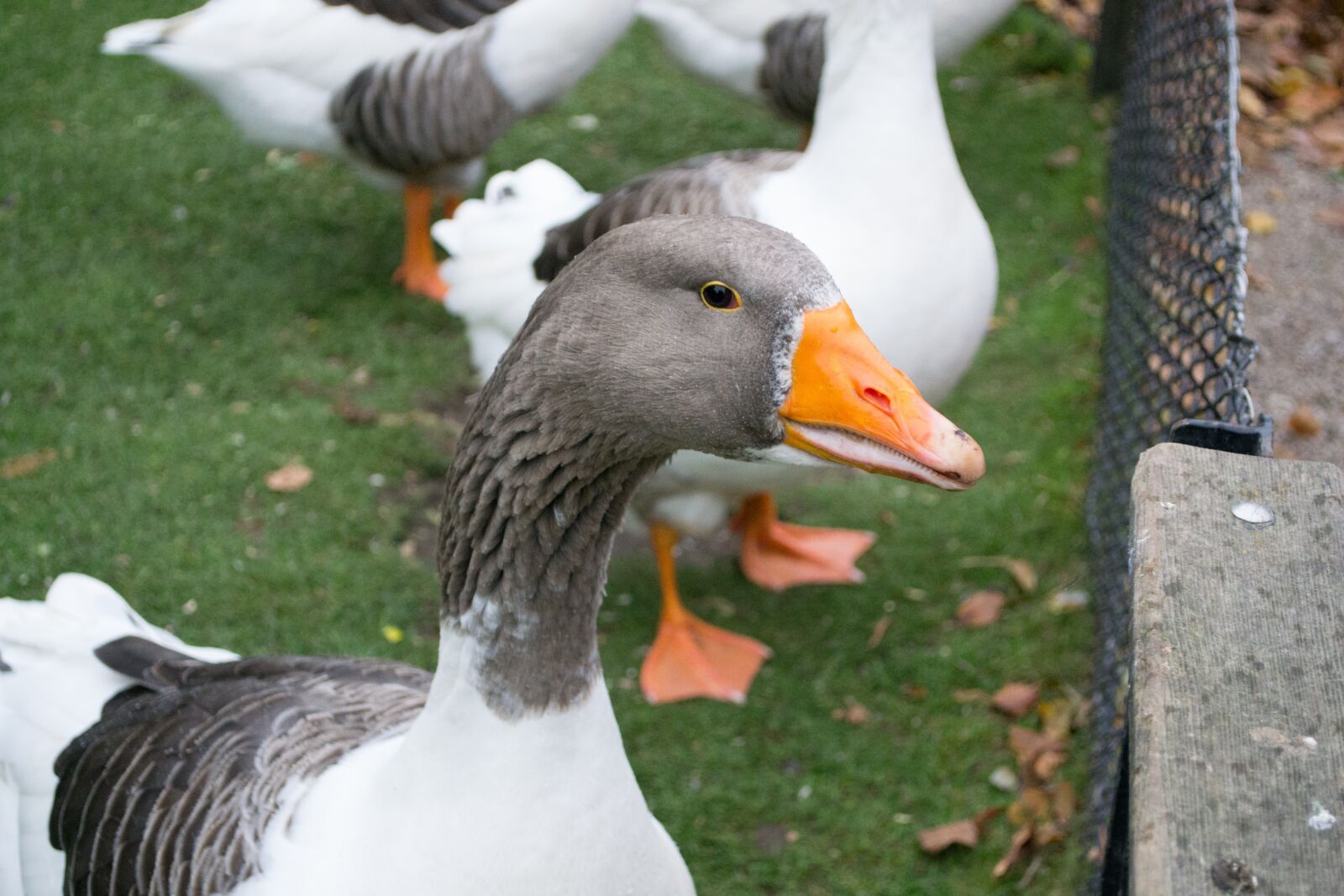 Nikon D3100 sample photo. Goose, zoo, nature photography