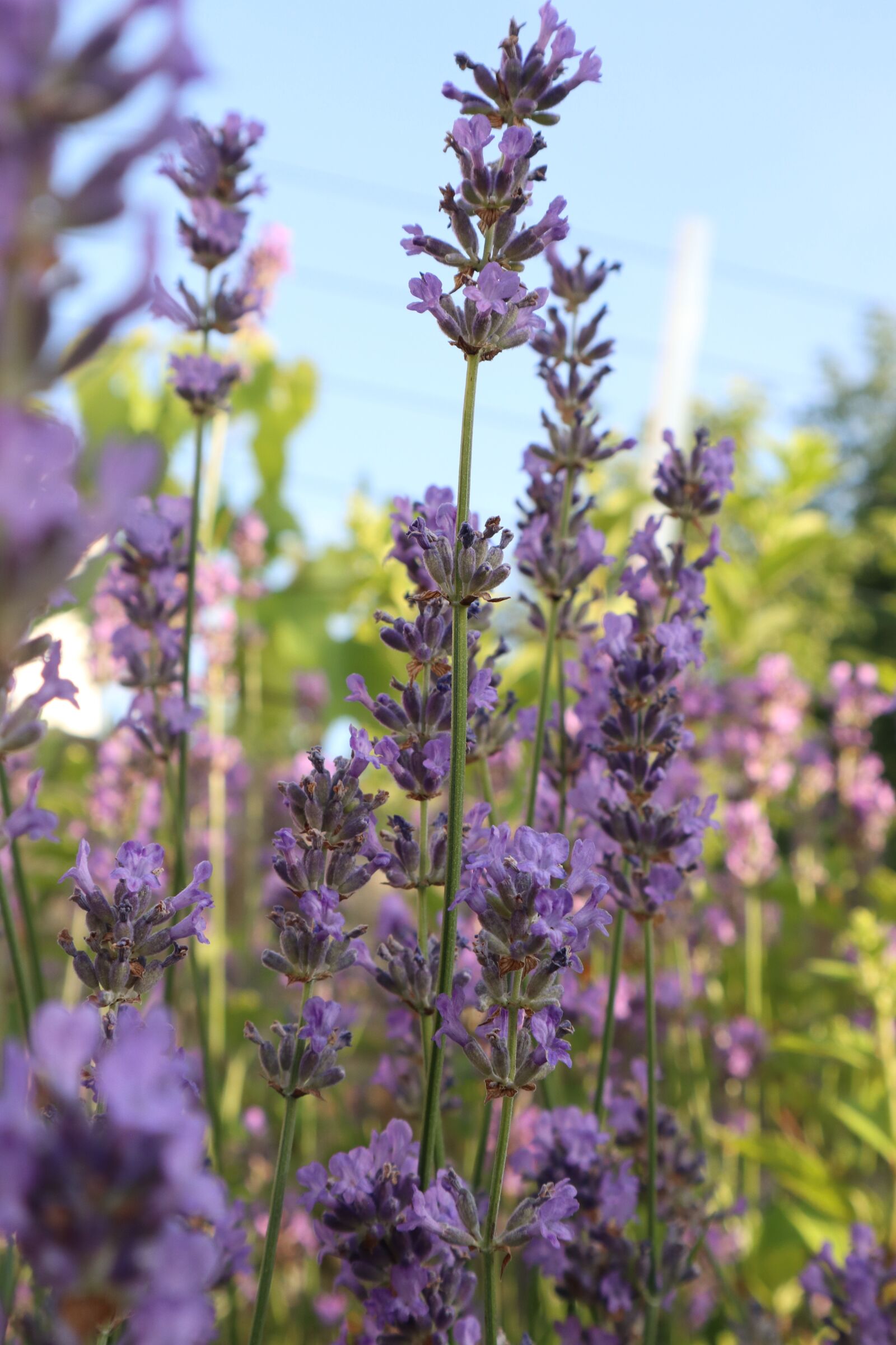 Canon EOS M100 sample photo. Lavender, summer, purple photography