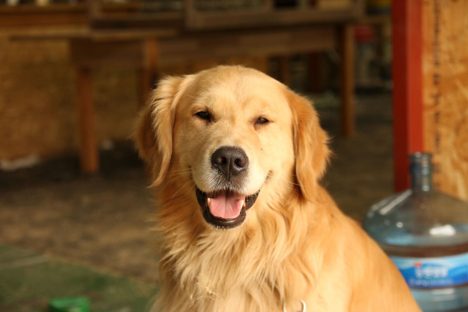 Canon EOS 70D sample photo. Puppy, dog, retriever photography