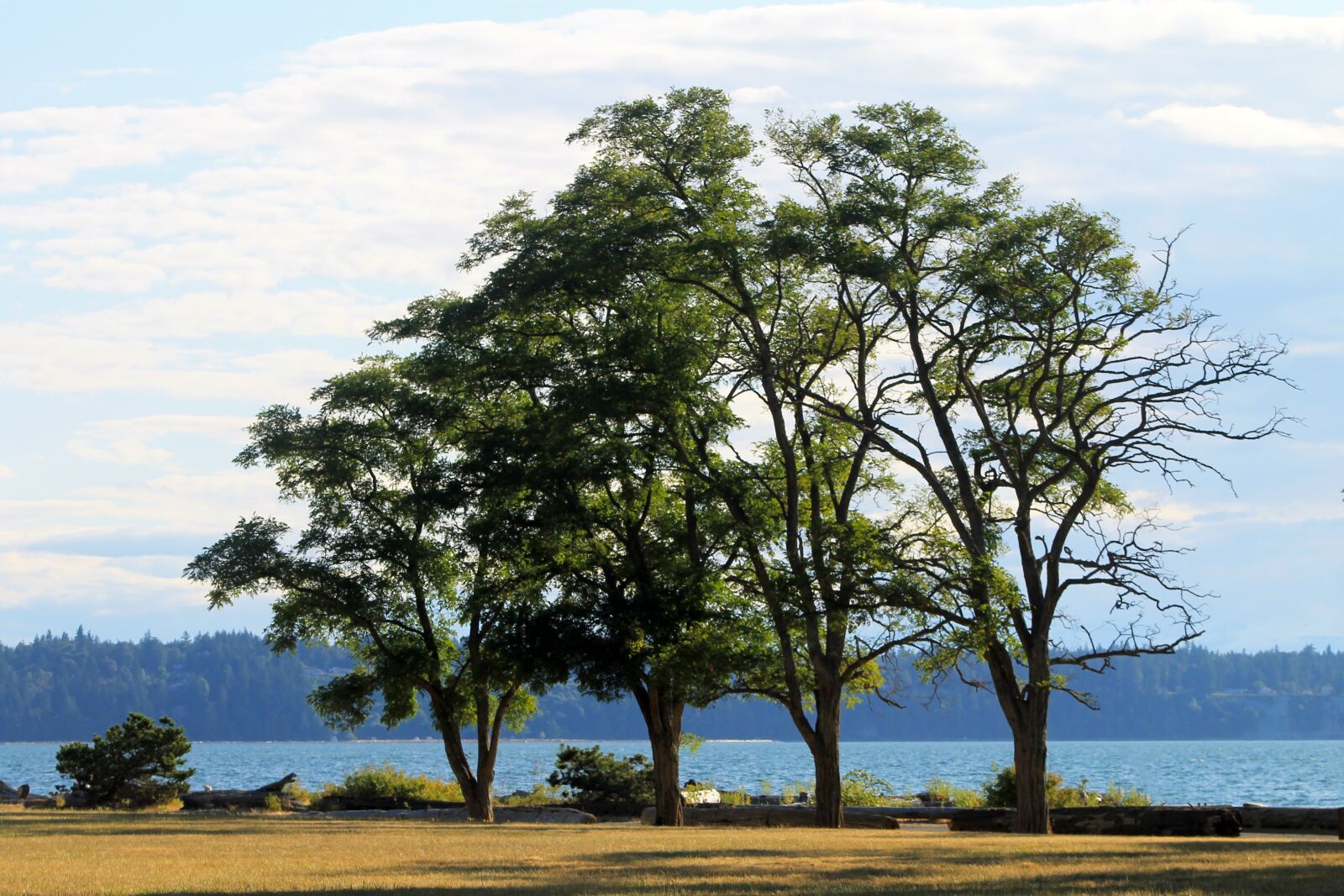 Canon EOS 1100D (EOS Rebel T3 / EOS Kiss X50) sample photo. Trees, park, grass photography