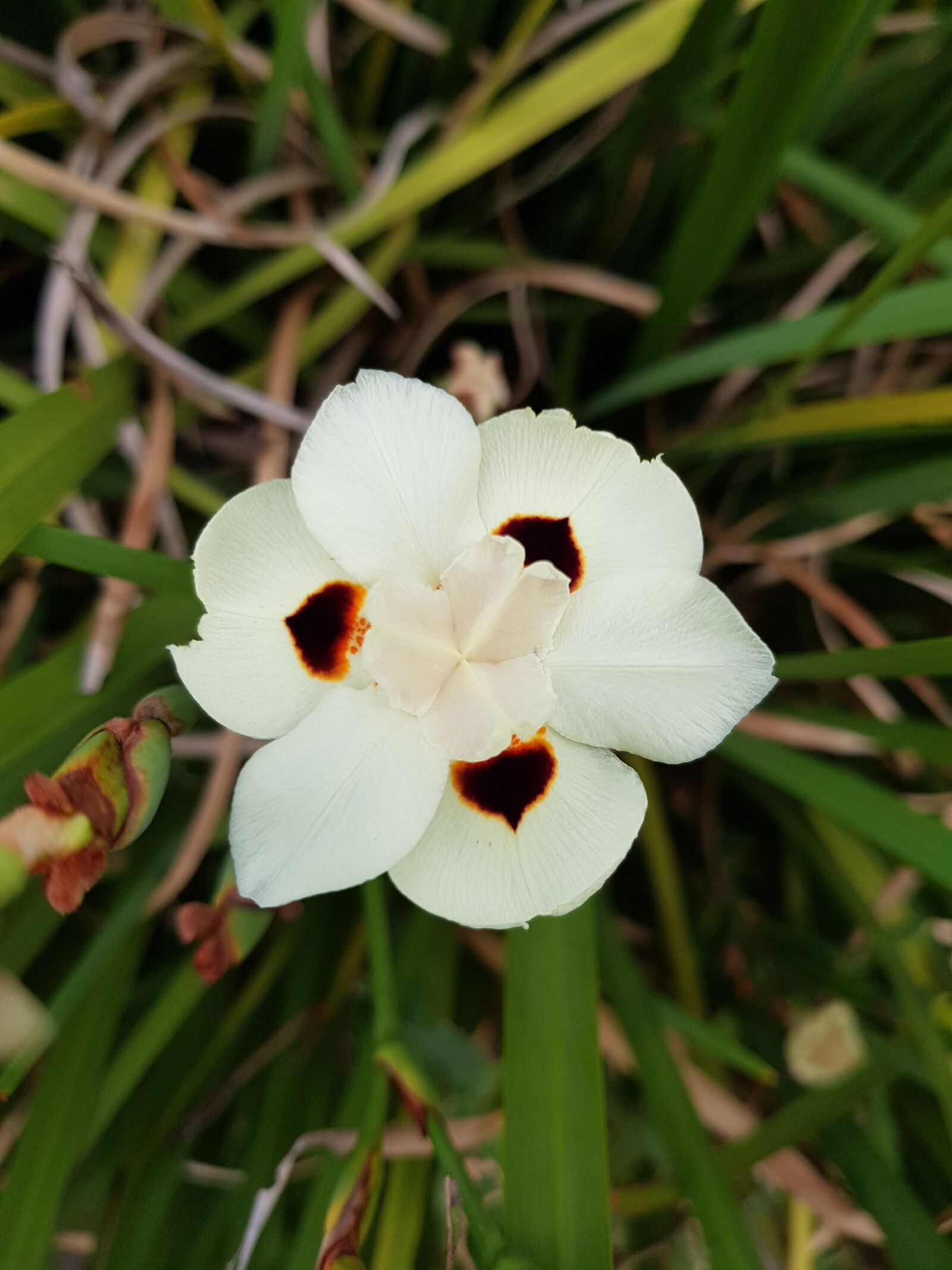 Samsung Galaxy S8 sample photo. Flower, nature, flora photography