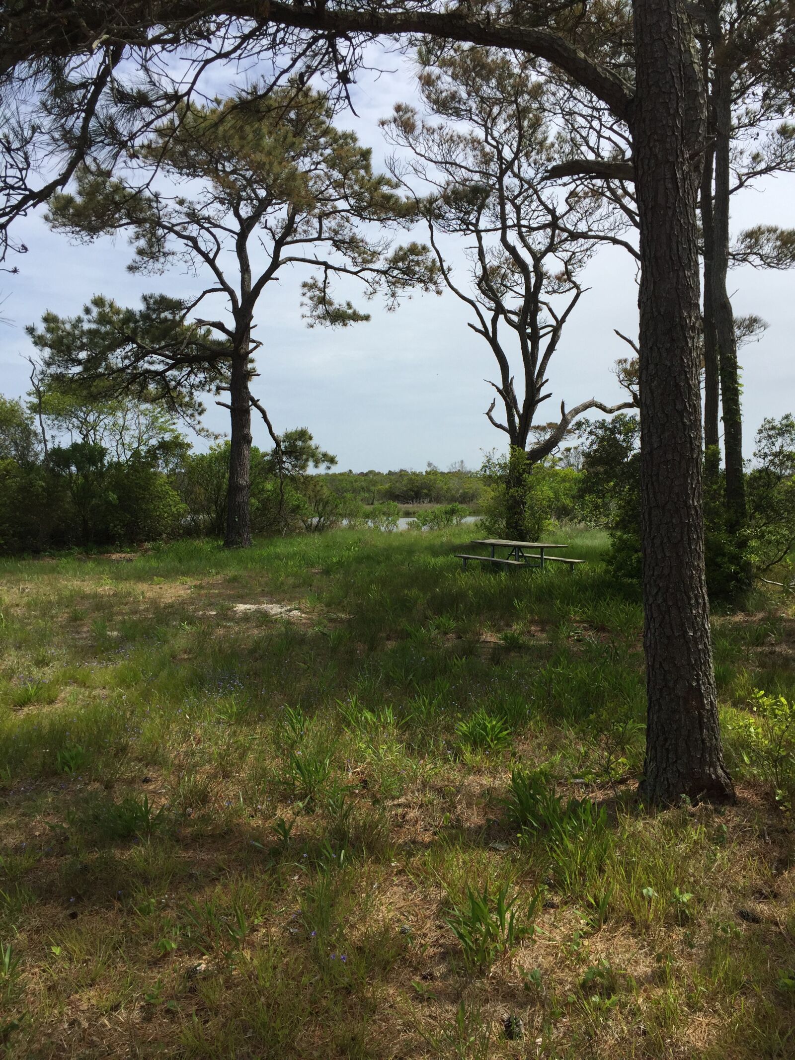 iPhone 6 Plus back camera 4.15mm f/2.2 sample photo. Camp, woods, camping photography