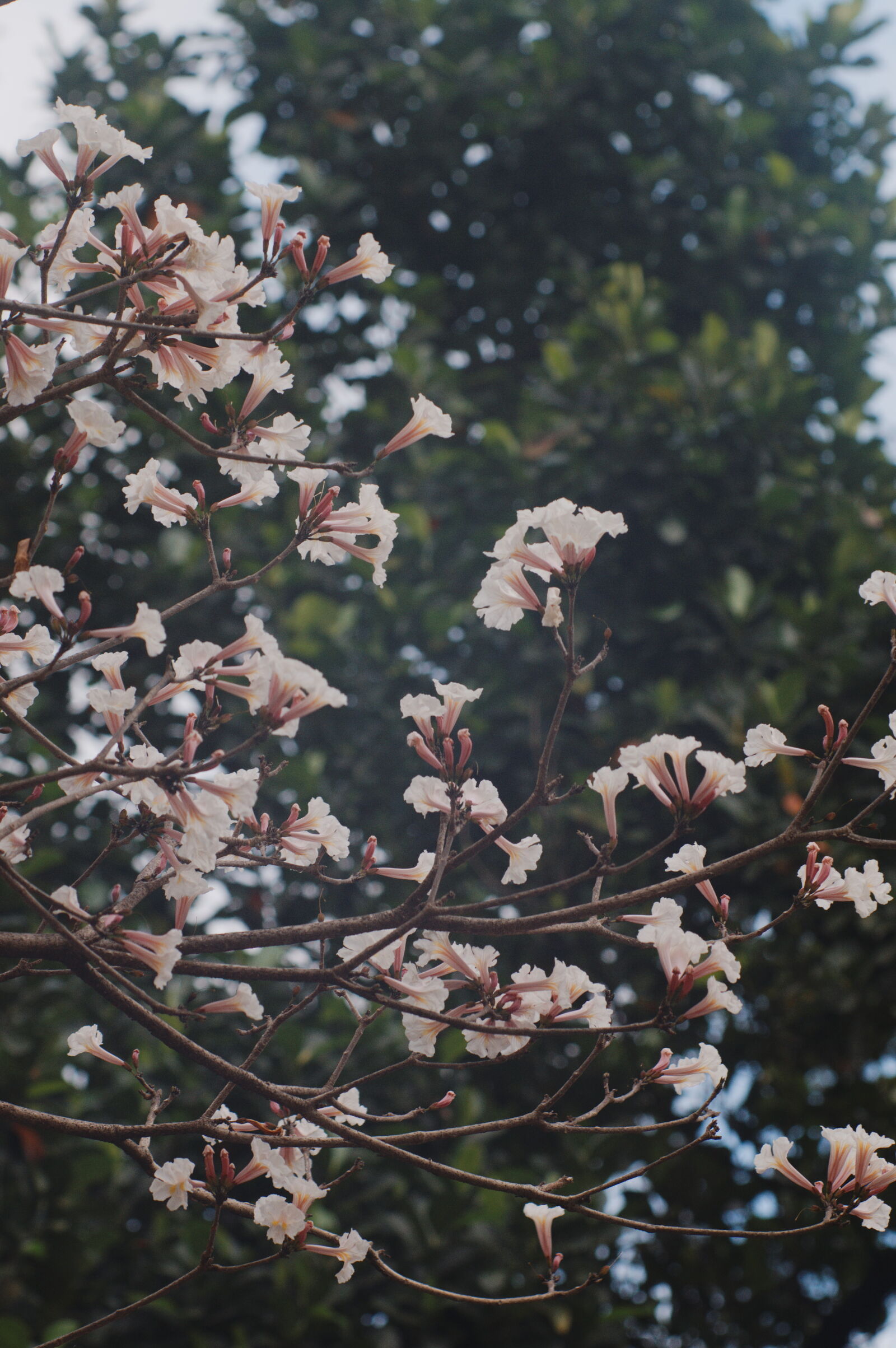 Nikon D90 sample photo