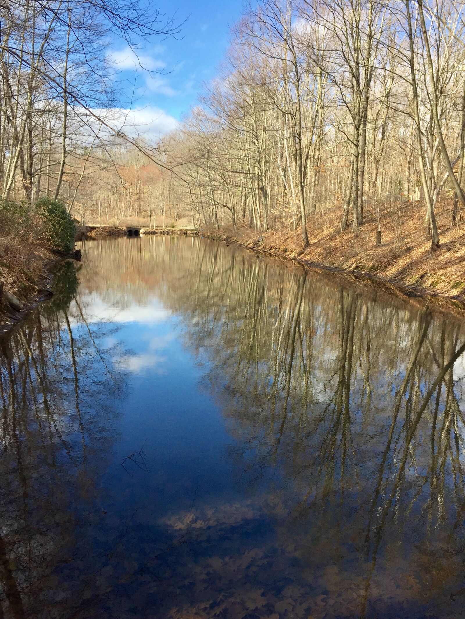 iPhone 6 back camera 4.15mm f/2.2 sample photo. Pond, reflections, water photography