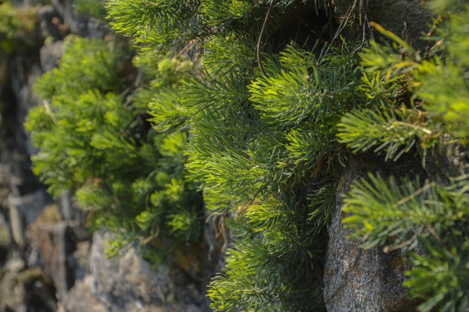 Nikon D3200 sample photo. Plant, fouling, green photography