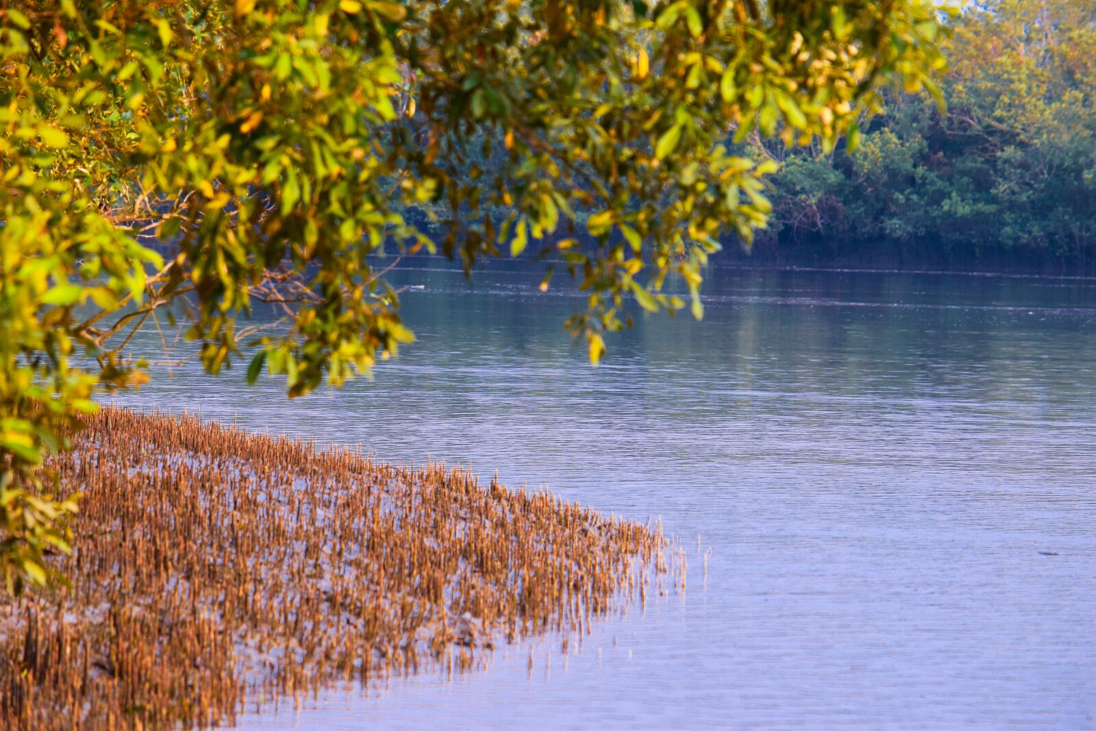 Nikon D5300 sample photo. Sundarbans, reserved forest, bangladesh photography