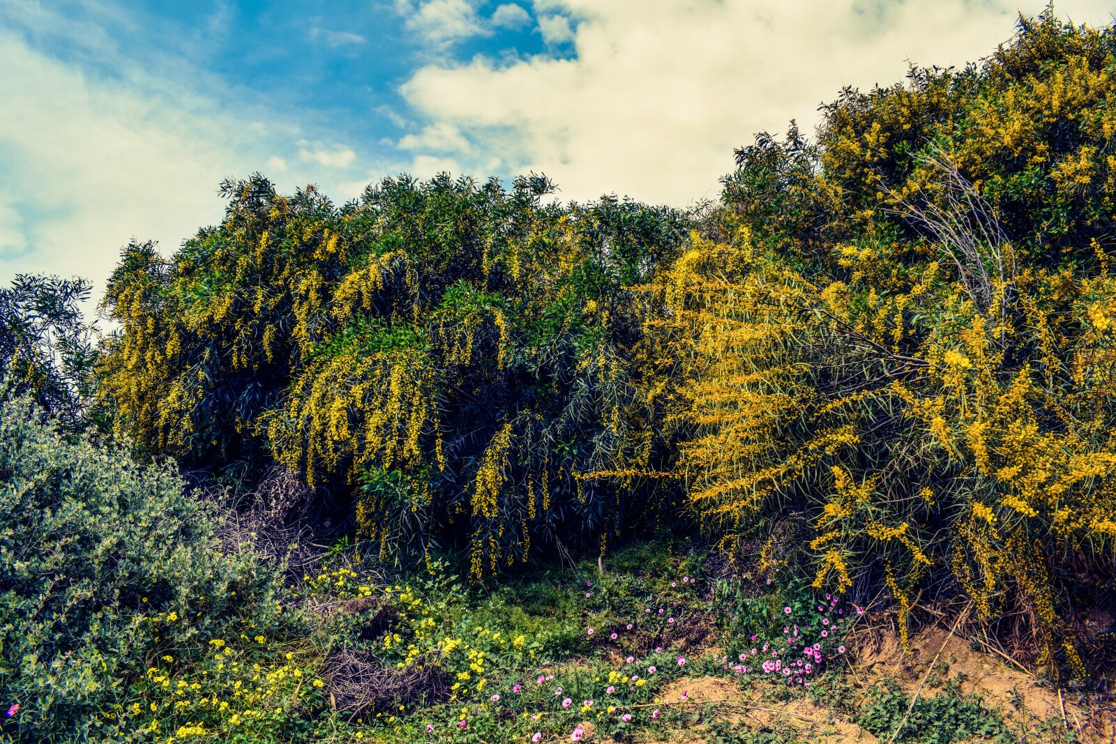 Nikon D3300 sample photo. Trees, scenery, spring photography