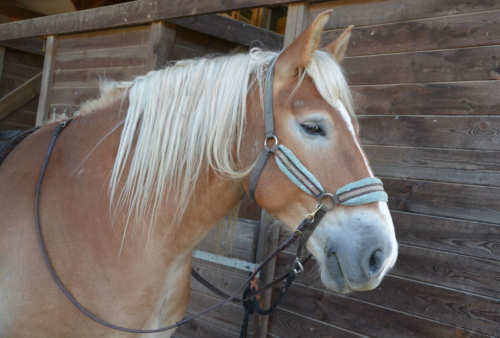 Nikon D5200 sample photo. Horse, profile, mane photography