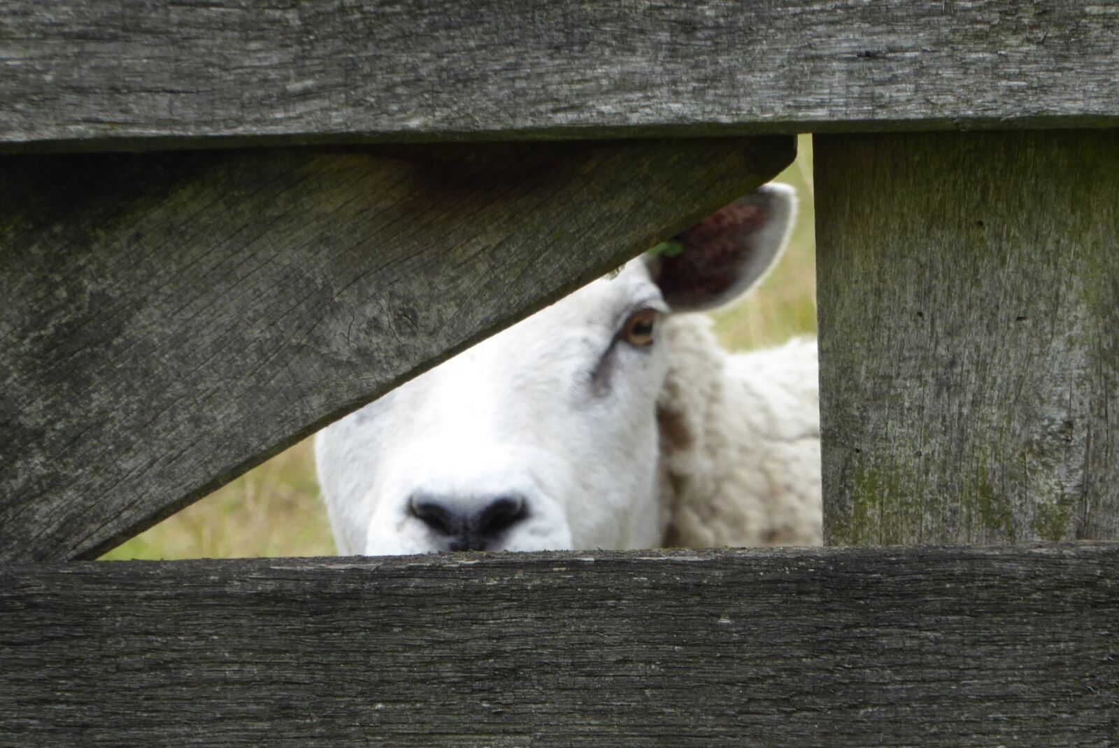 Panasonic Lumix DMC-ZS50 (Lumix DMC-TZ70) sample photo. Sheep, peekaboo, pasture photography