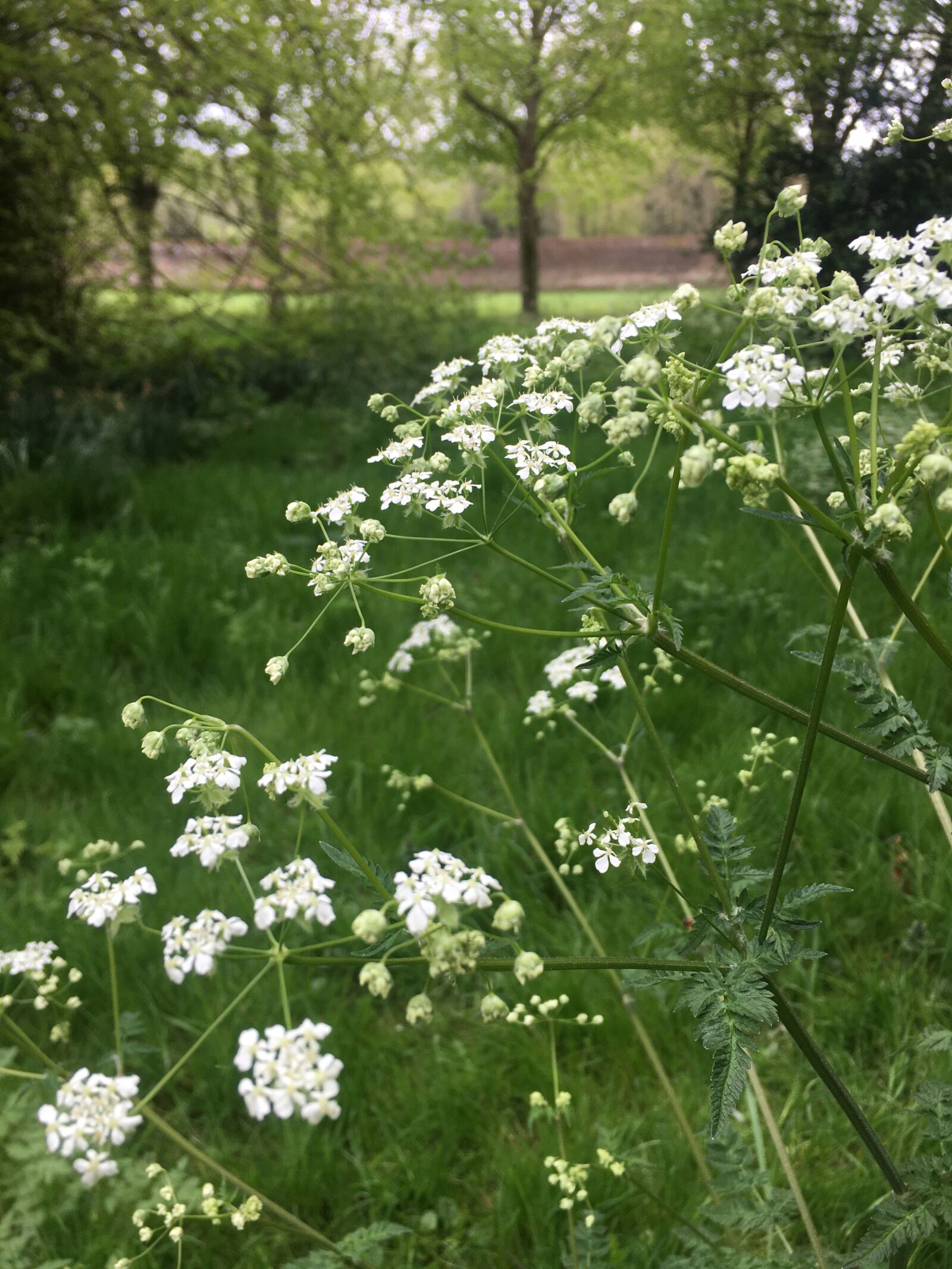 Apple iPhone 6s sample photo. Cow parsley, springtime, flowers photography