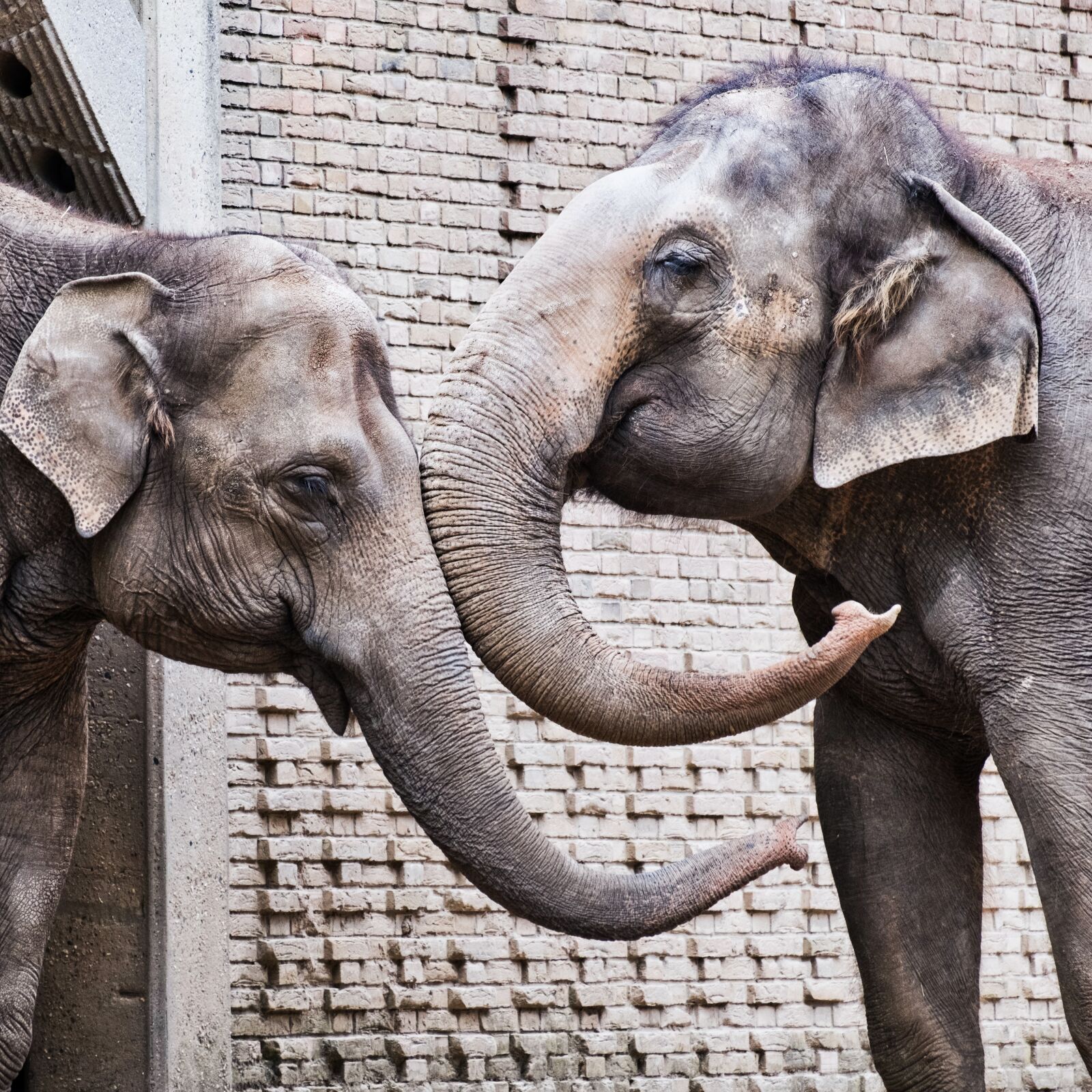 Fujifilm X-T2 + Fujifilm XF 55-200mm F3.5-4.8 R LM OIS sample photo. Elephant, zoo, animal world photography