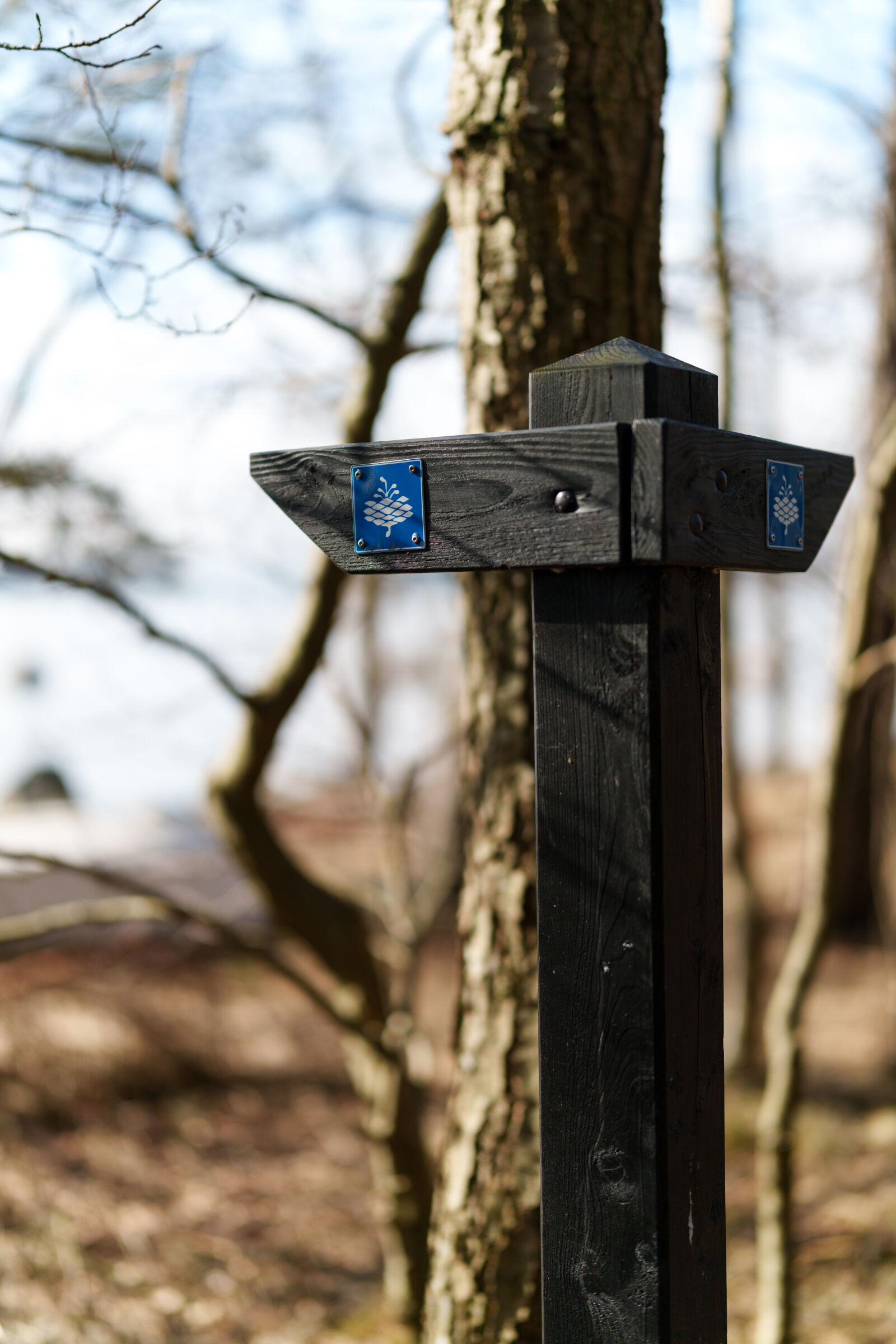 Sony a7R V sample photo. Sunshine path photography