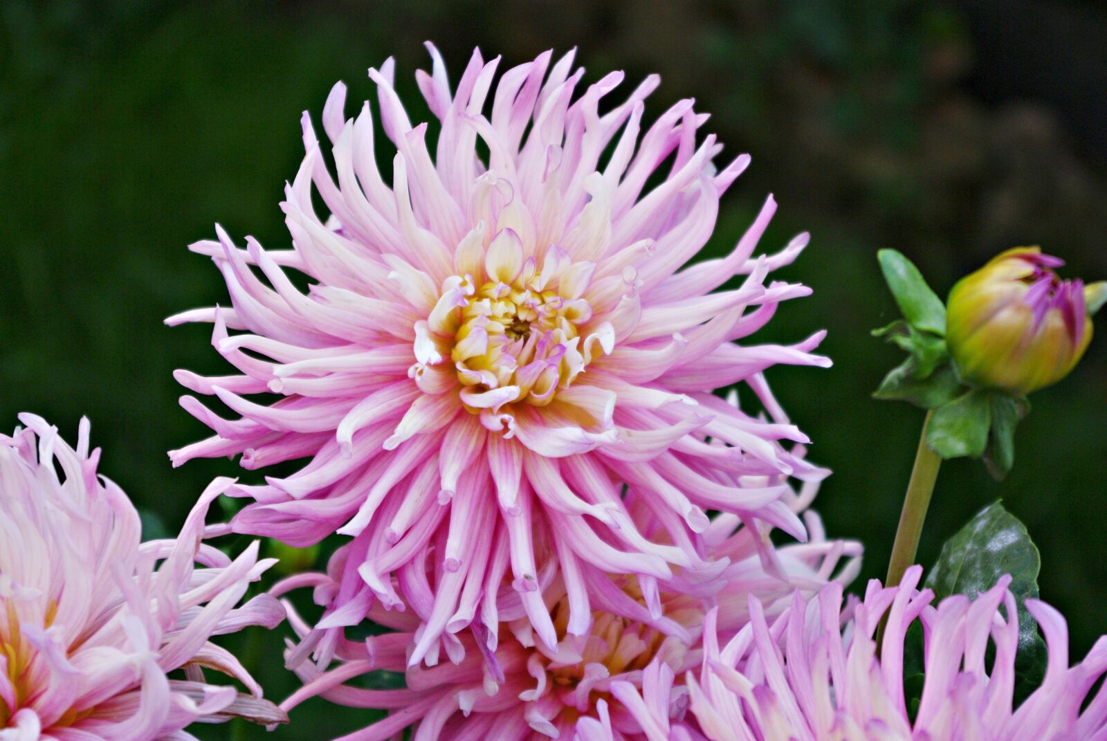 Pentax K20D sample photo. Flowers, rosa, garden photography