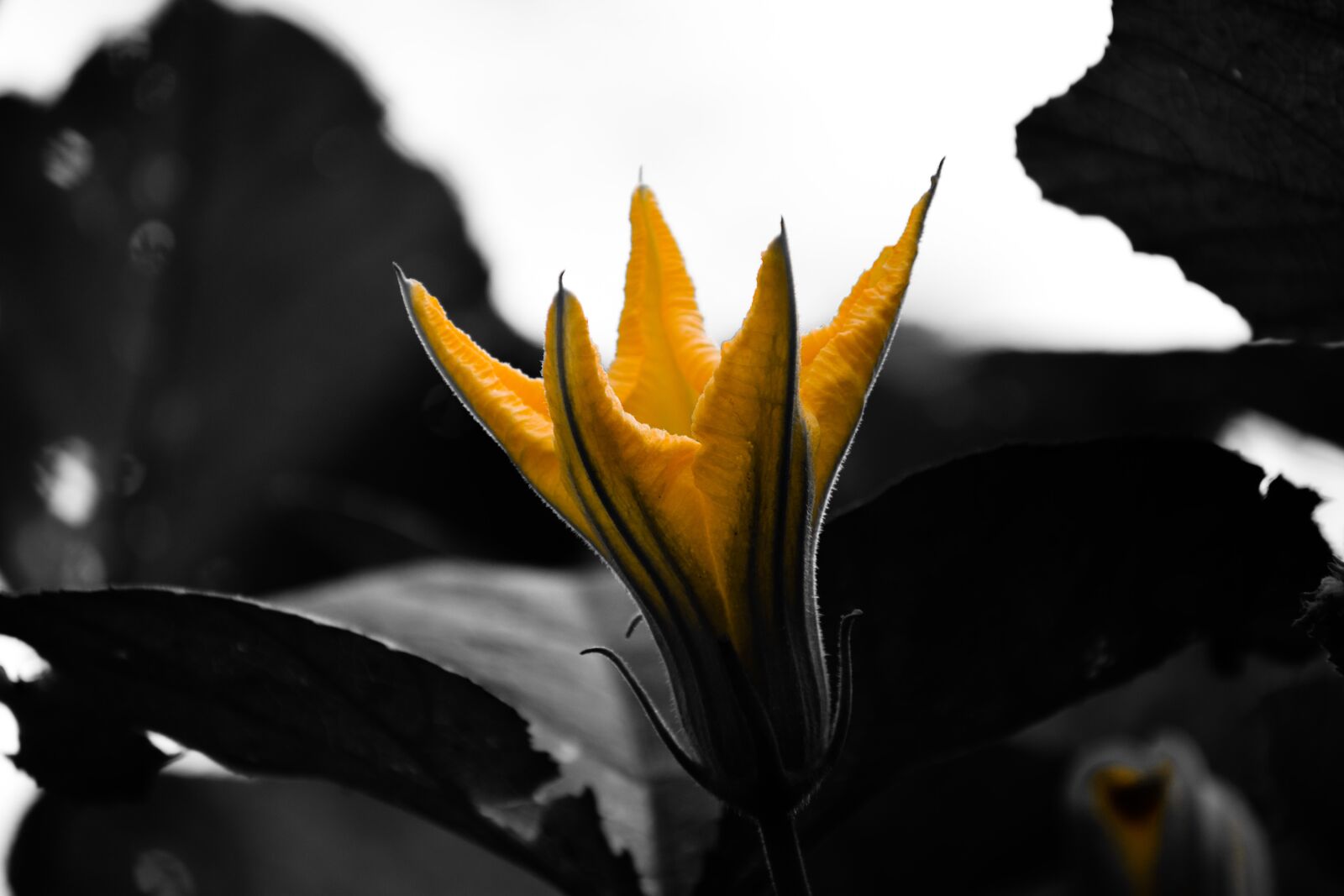 Nikon D3300 sample photo. Flower, black, yellow photography
