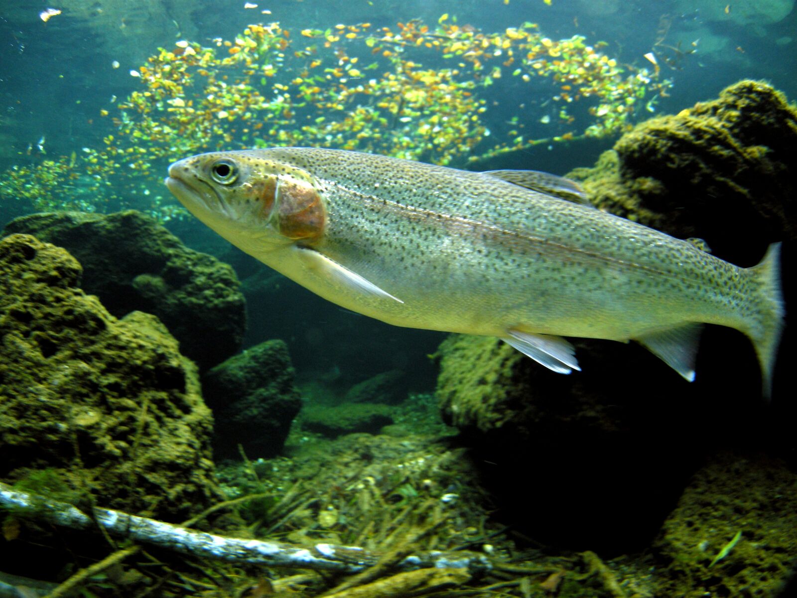 Nikon COOLPIX P5100 sample photo. Trout, rainbow trout, angel photography