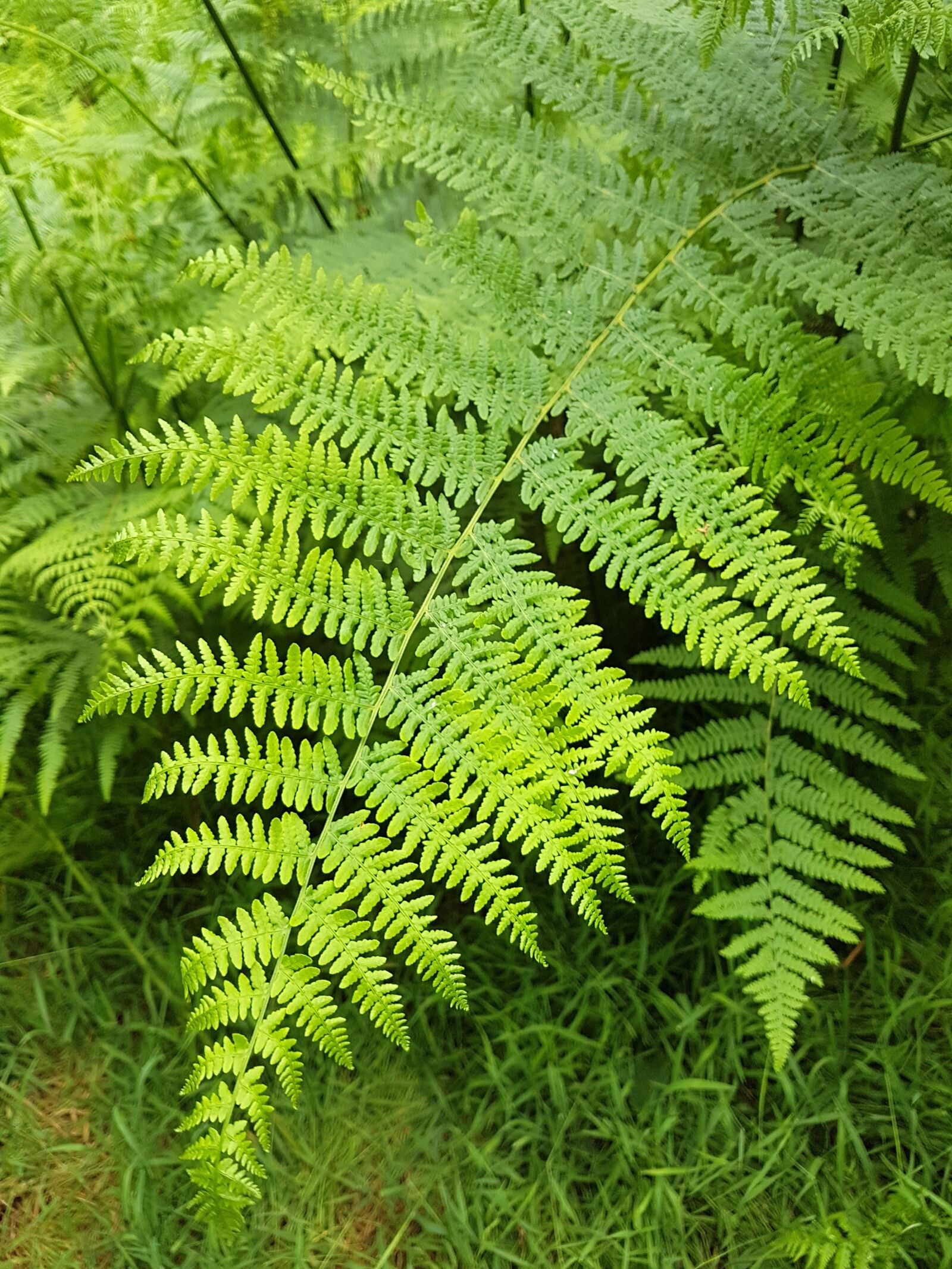 Samsung Galaxy S7 Edge sample photo. Fern, plant, nature photography
