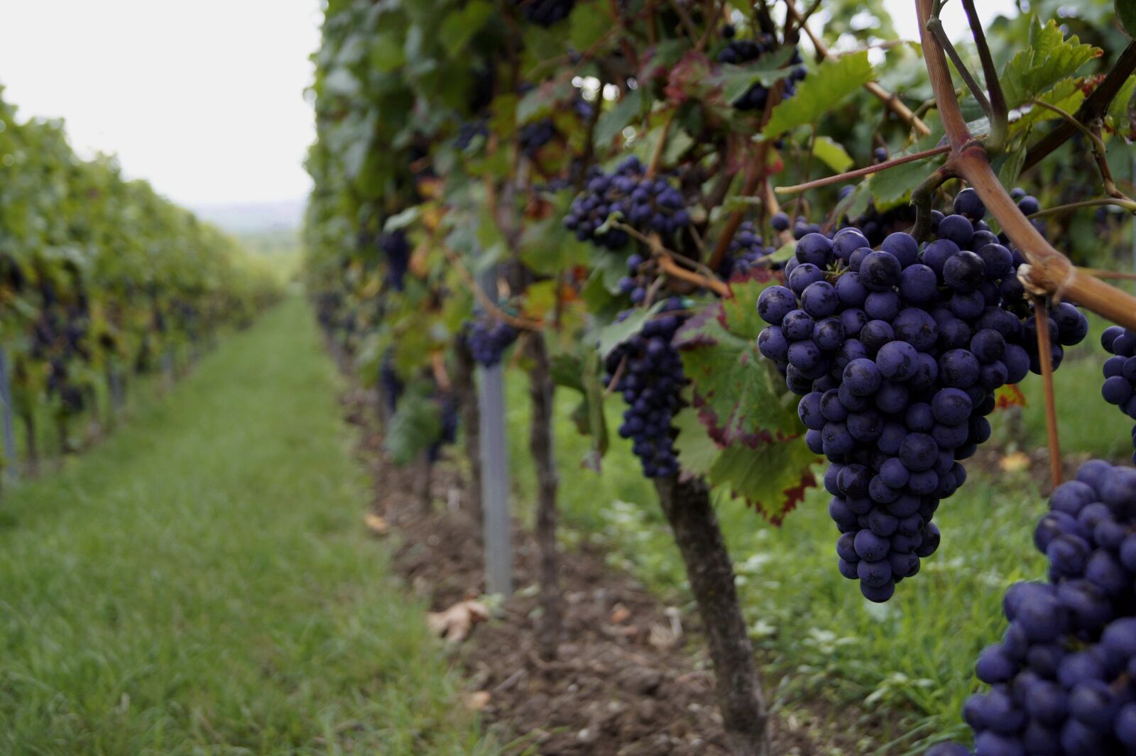 Sony SLT-A58 sample photo. Grapes, wine, vine photography