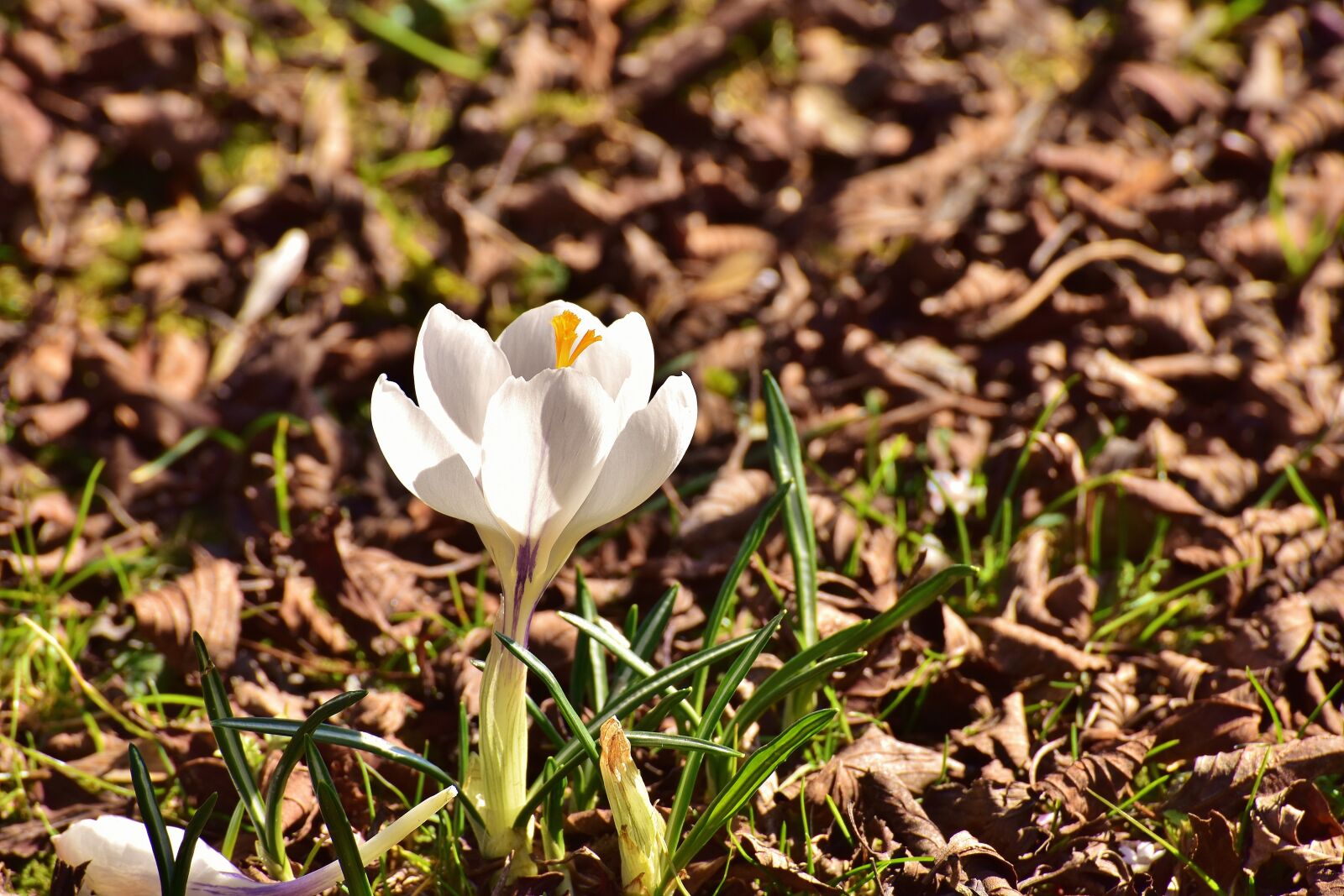 Nikon D7200 sample photo. Crocus, flower, spring photography