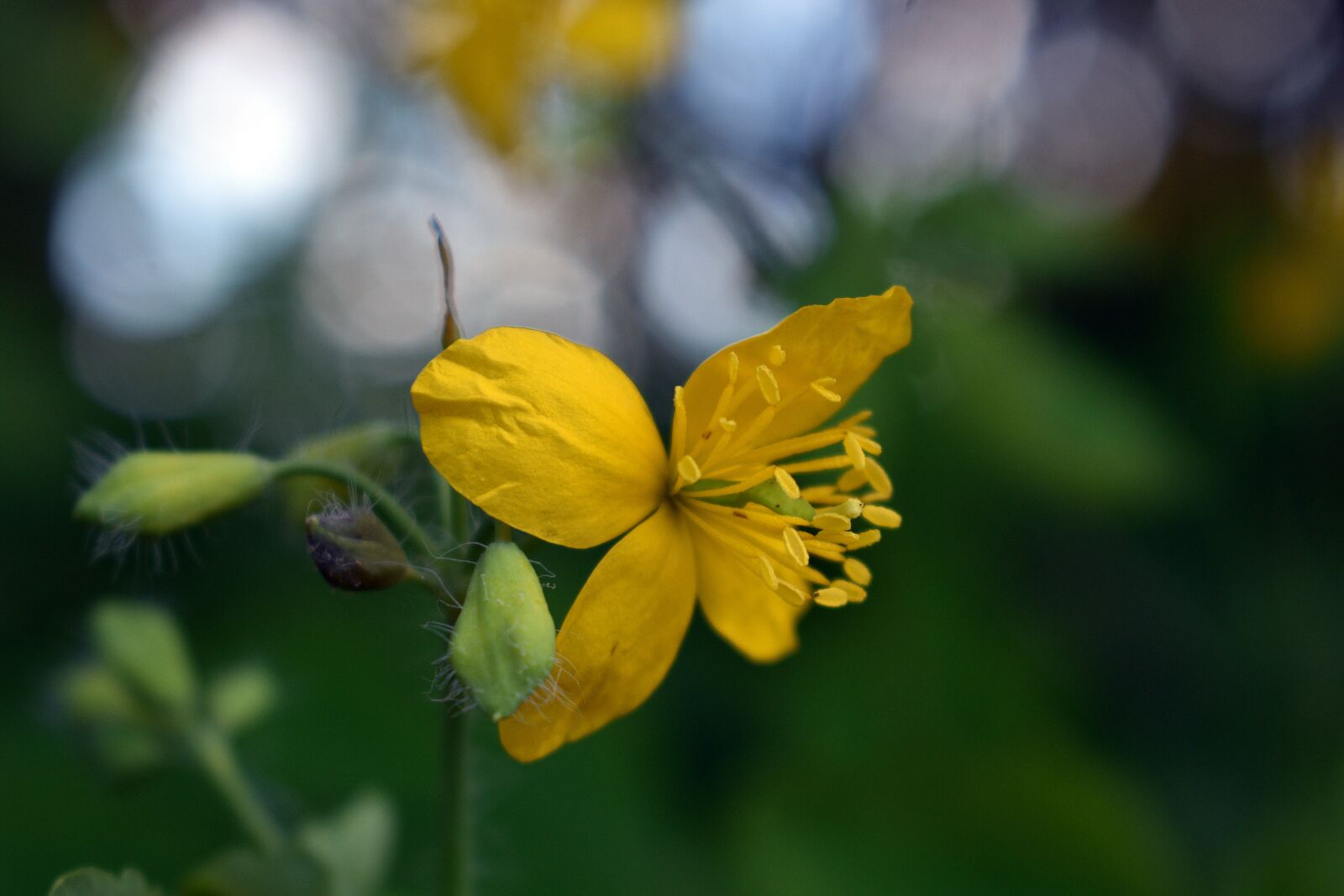 Nikon D3400 sample photo. Flower, flowers, flora photography