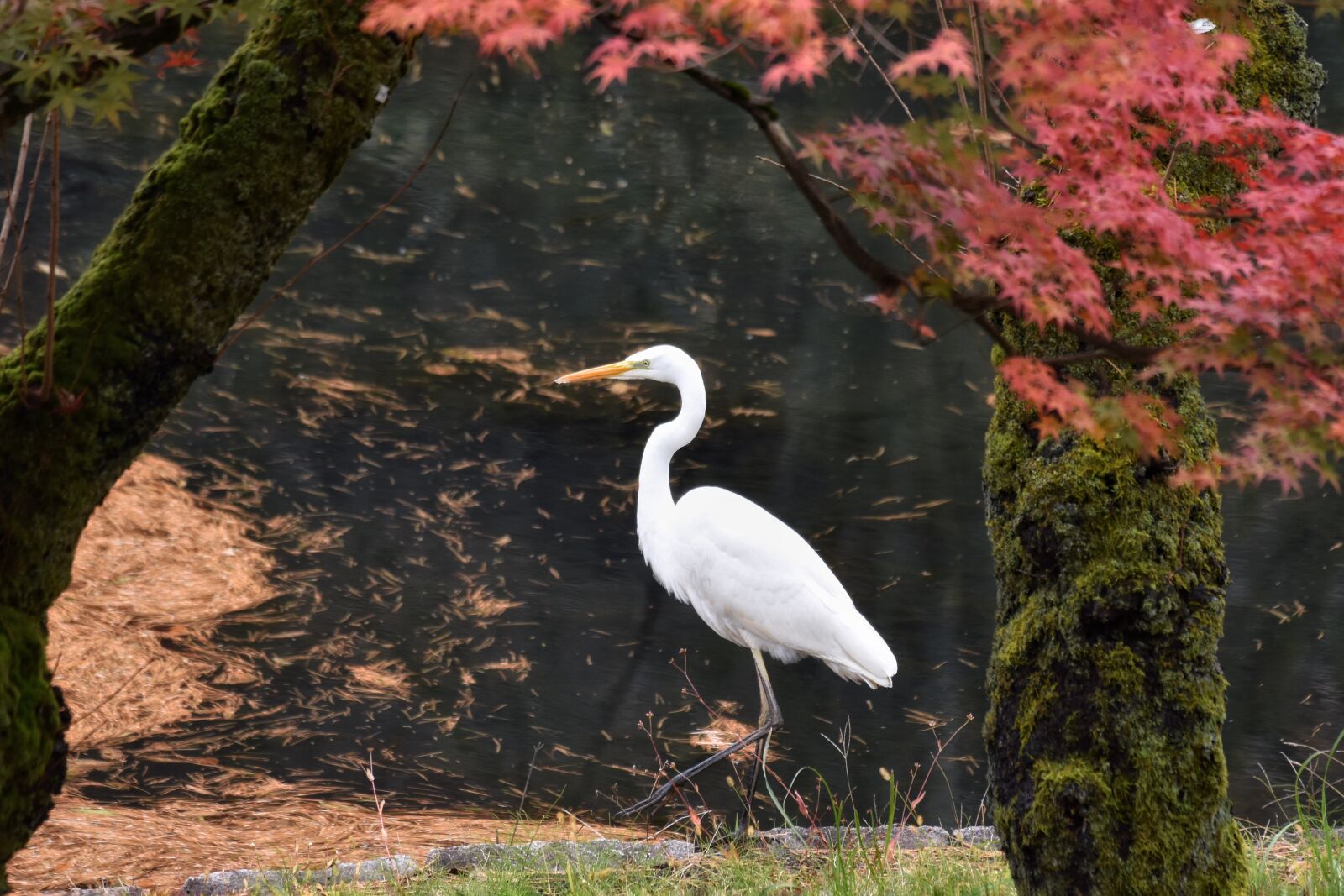 Nikon D7200 sample photo. Animal, garden, pond photography