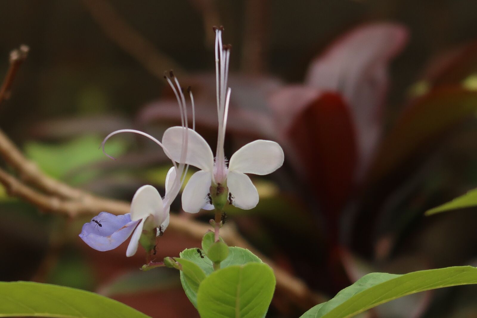 Canon PowerShot G7 X Mark II sample photo. Butterfly-flowers, ants, butterfly photography