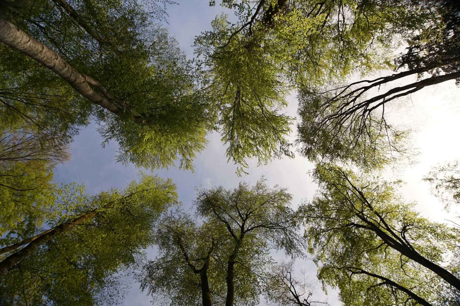 Sony a7 II sample photo. Forest, trees, nature photography