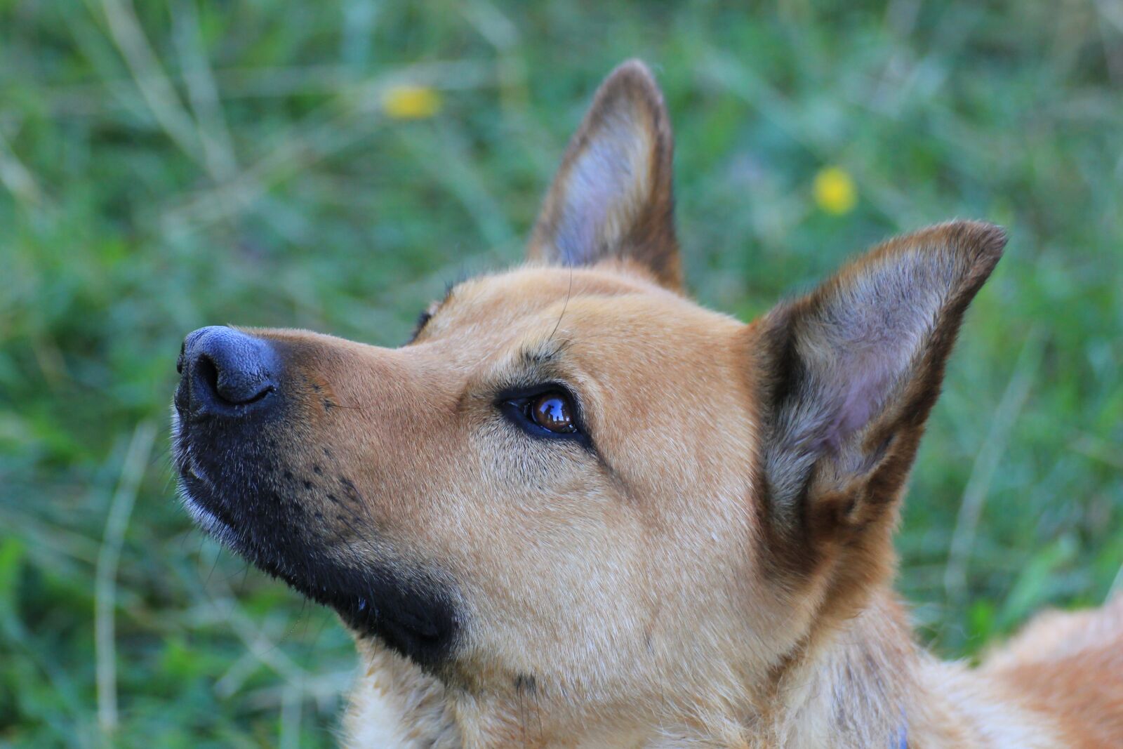 Canon EOS 550D (EOS Rebel T2i / EOS Kiss X4) sample photo. Dog, dog head, snout photography