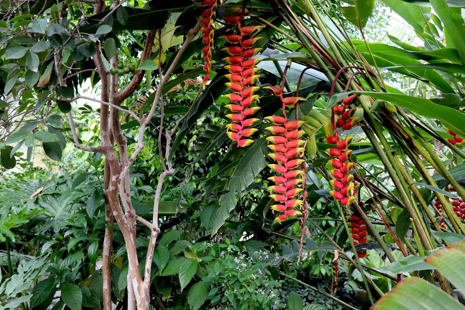 Canon EOS 800D (EOS Rebel T7i / EOS Kiss X9i) sample photo. Tropical plants, bromeliads, color photography