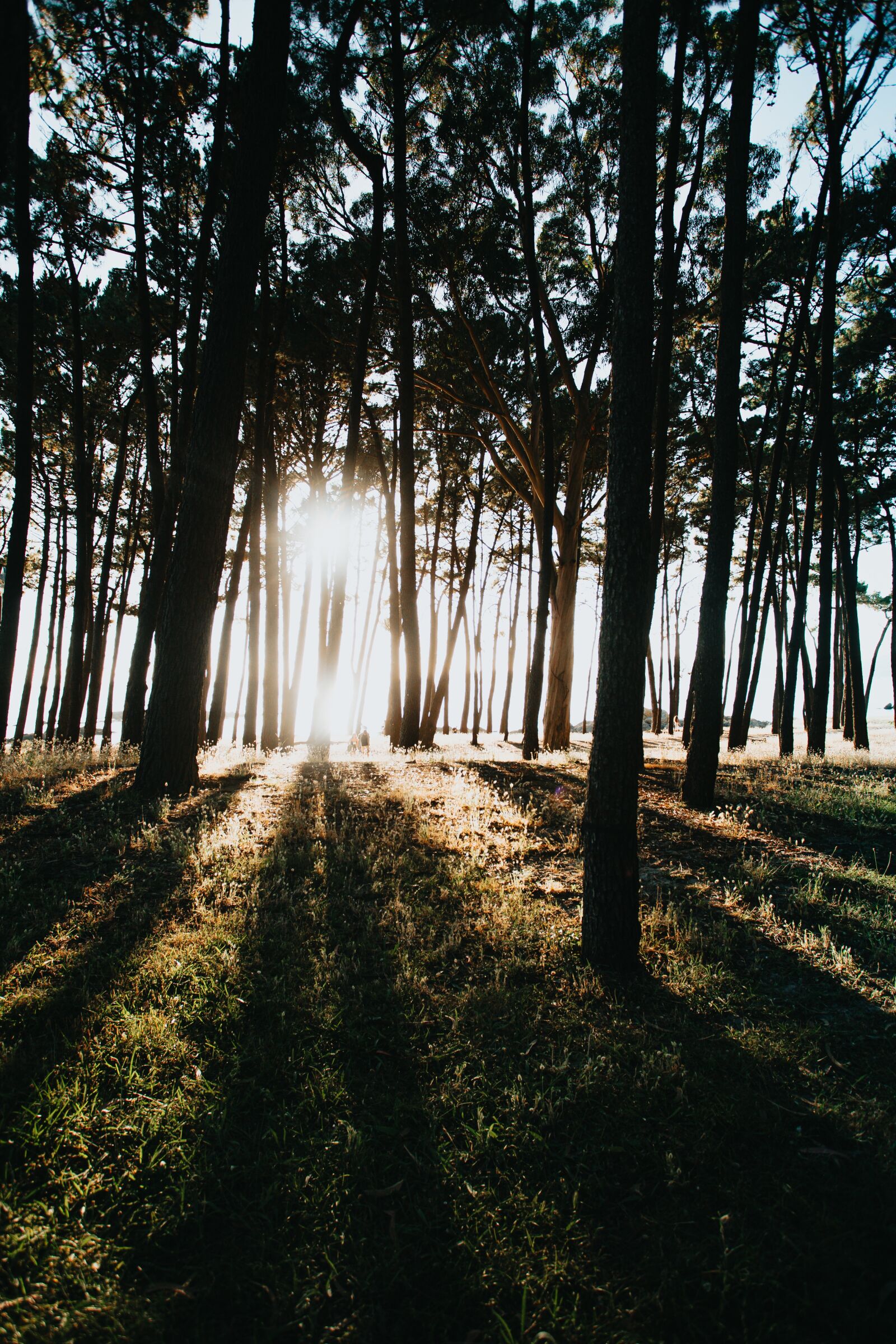 Canon EF 17-40mm F4L USM sample photo. Forest, tree, nature photography