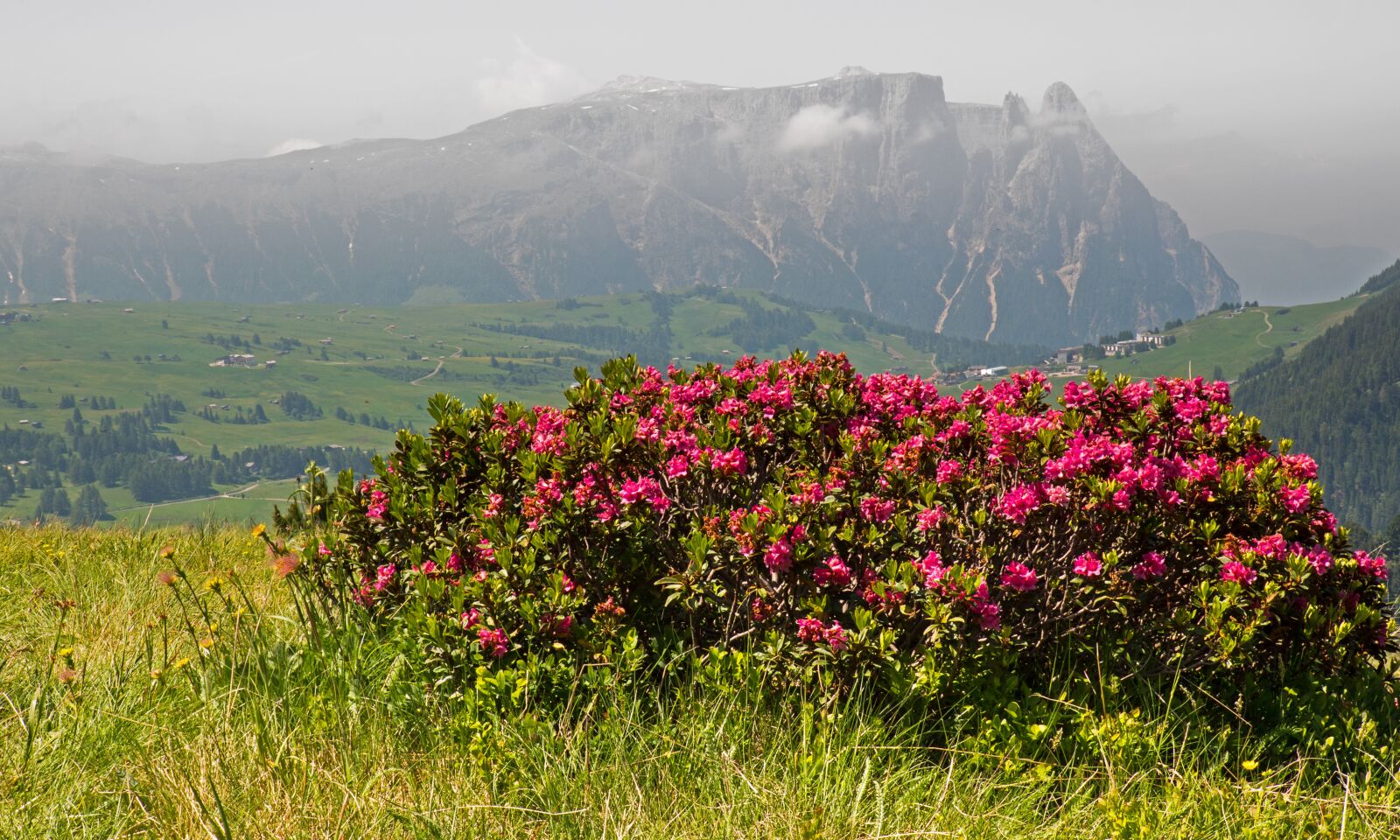 LUMIX G VARIO 12-60/F3.5-5.6 sample photo. Alprosen, mountain flowers, alpine photography