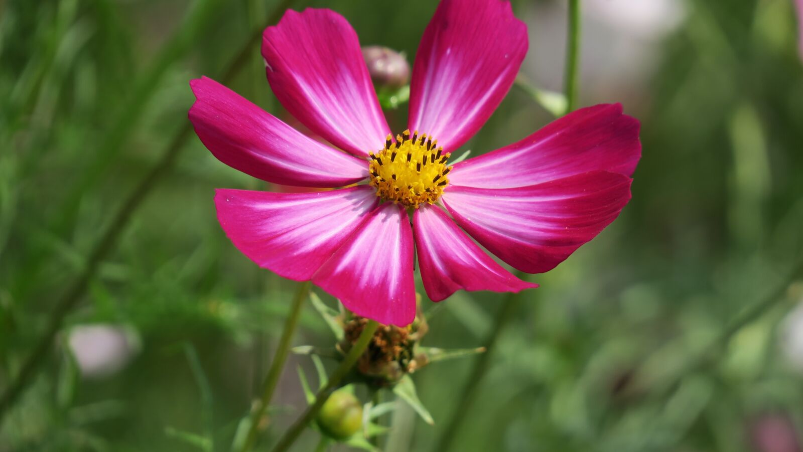Canon PowerShot G3 X sample photo. Cosmos, flower, cosmos pink photography