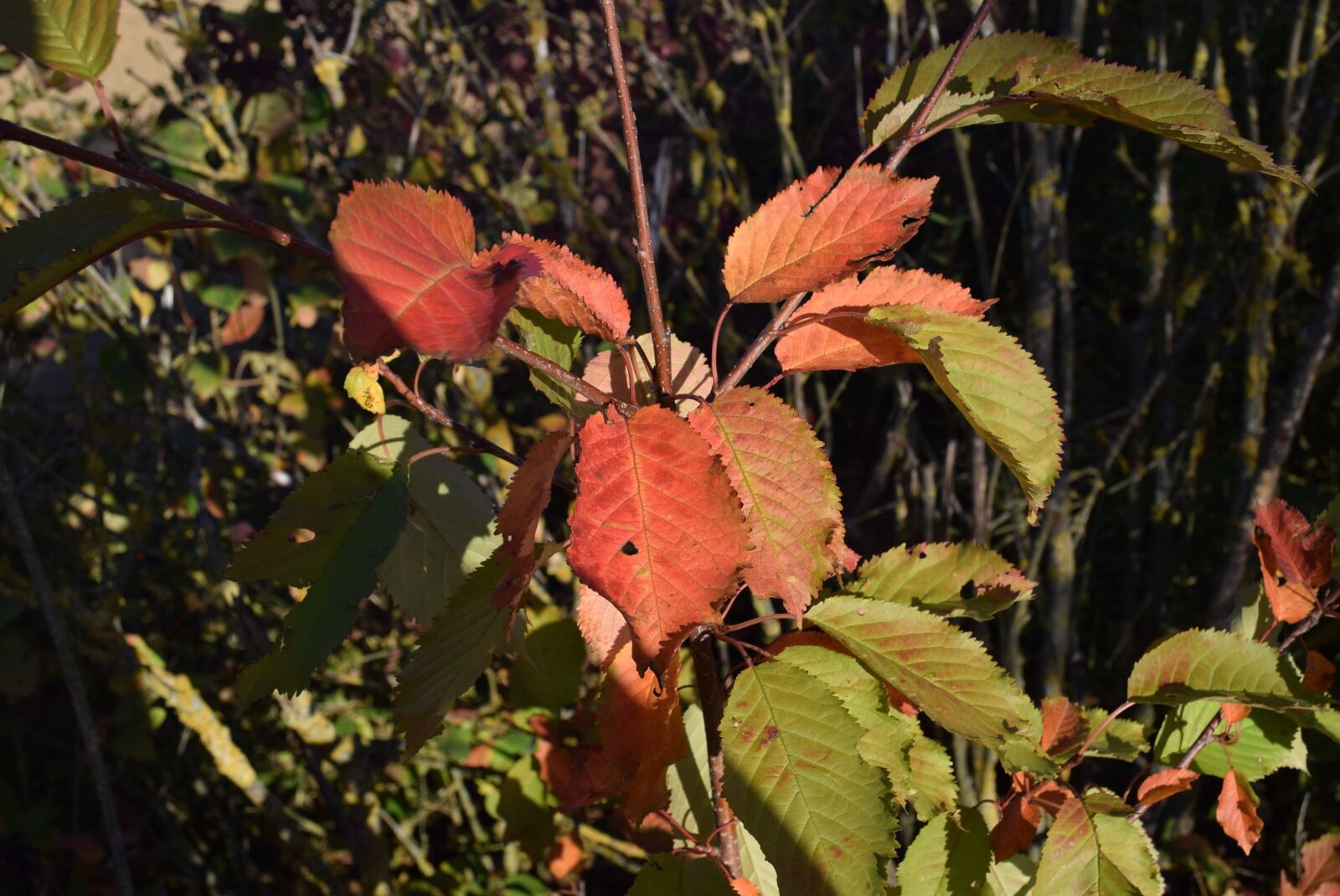 Nikon D5300 sample photo. Leaves, nature, leaves background photography