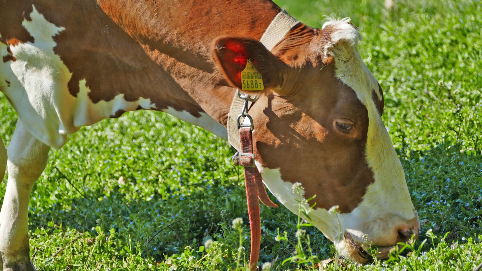 Panasonic Lumix DMC-FZ1000 sample photo. Agriculture, cattle breeding, dairy photography