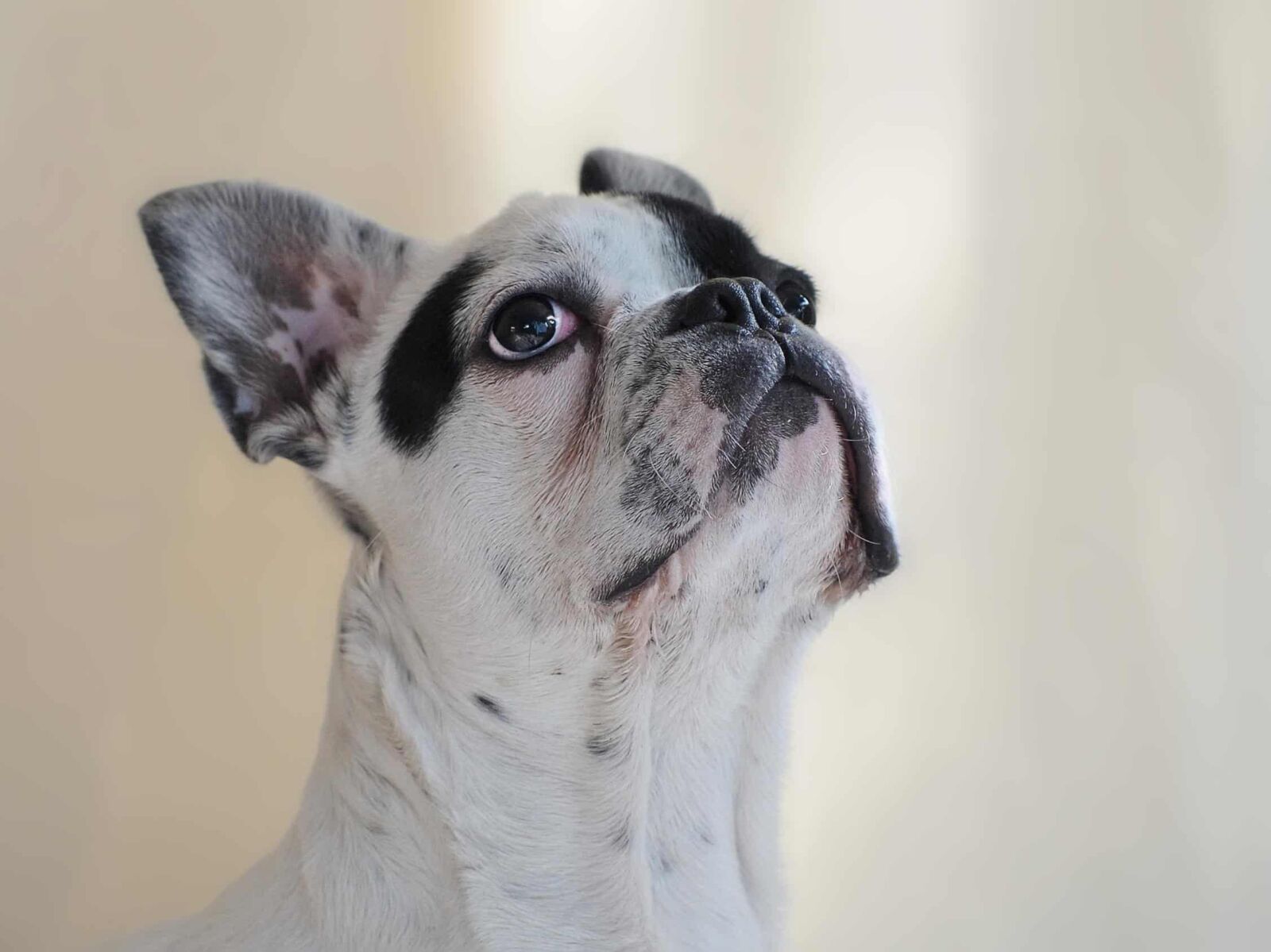 Nikon D300 sample photo. Animal, cute, portrait, canine photography