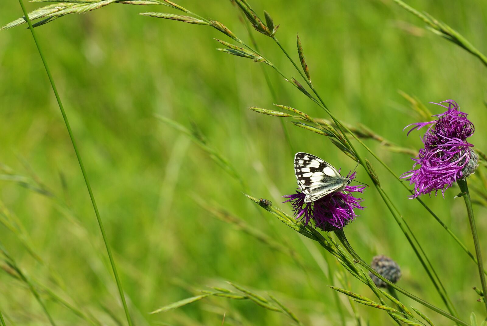 Pentax K10D sample photo. Butterfly, sun, wind photography
