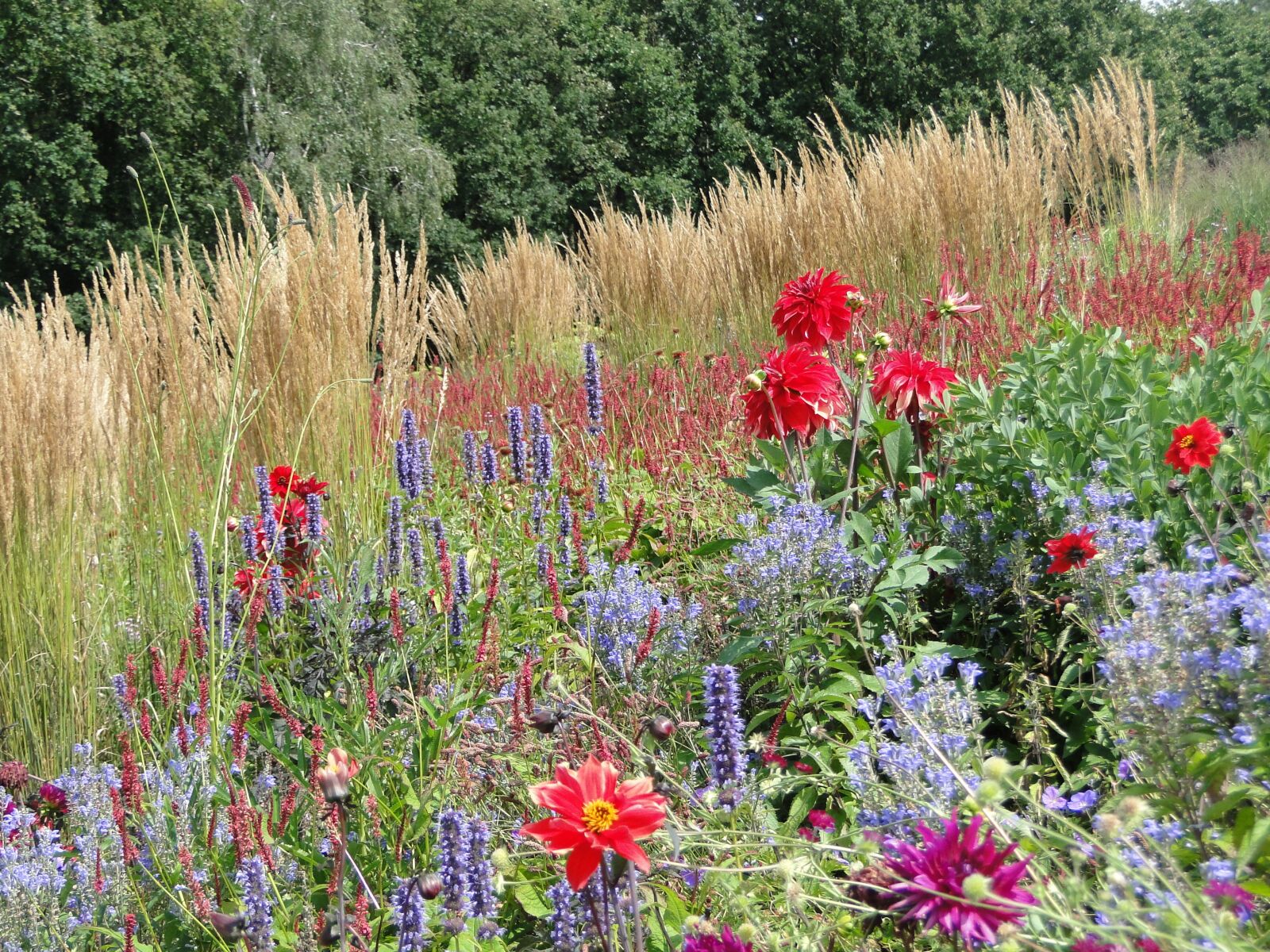 Sony Cyber-shot DSC-HX1 sample photo. Flowers field, sundry, flower photography