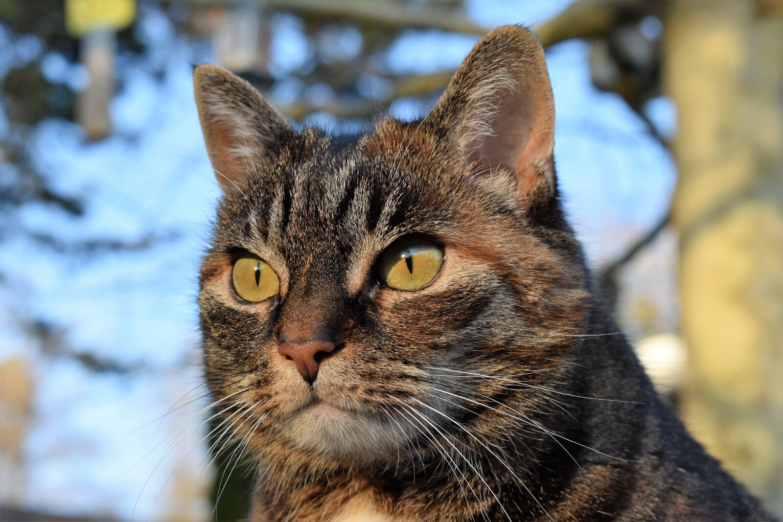 Nikon D5500 sample photo. Cat, mackerel, view photography
