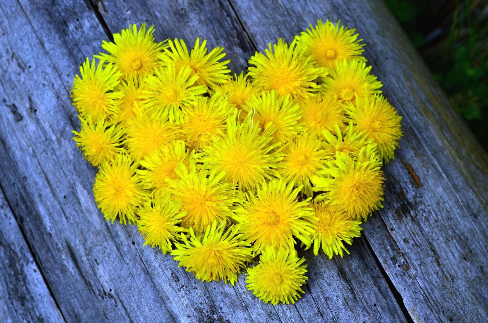 Nikon D5100 sample photo. Dandelion, tree, heart, decoration photography