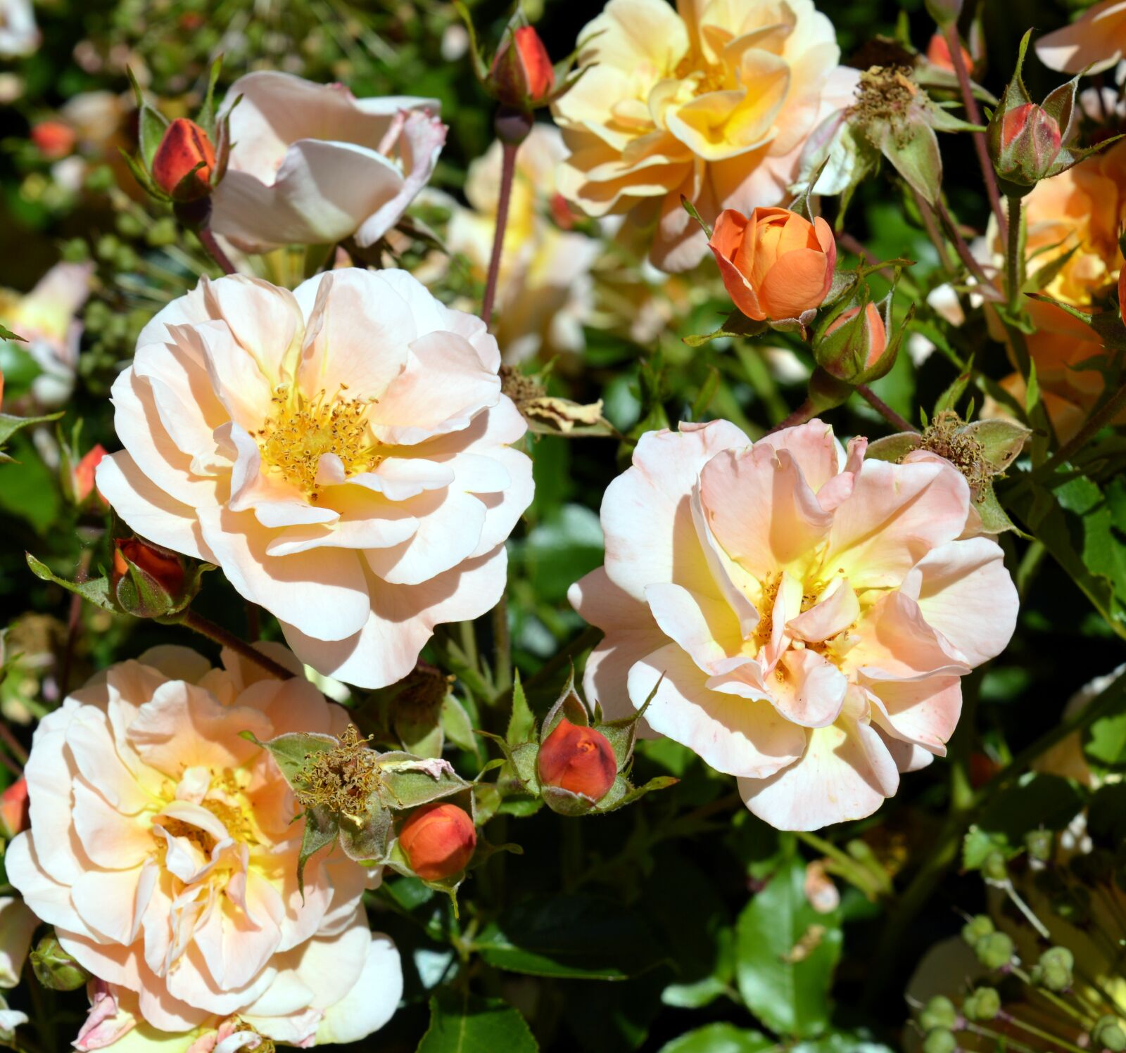 Nikon D3200 sample photo. Rose, floribunda, blossom photography