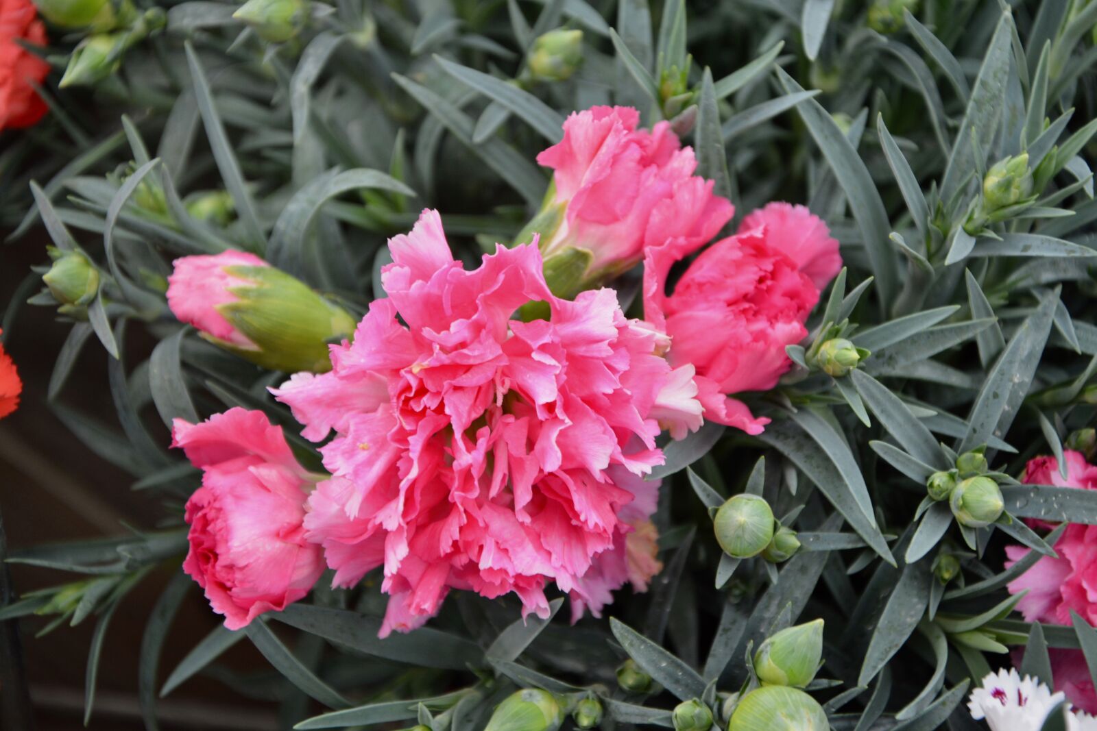 Nikon D5200 sample photo. Flower, plant, eyelet photography